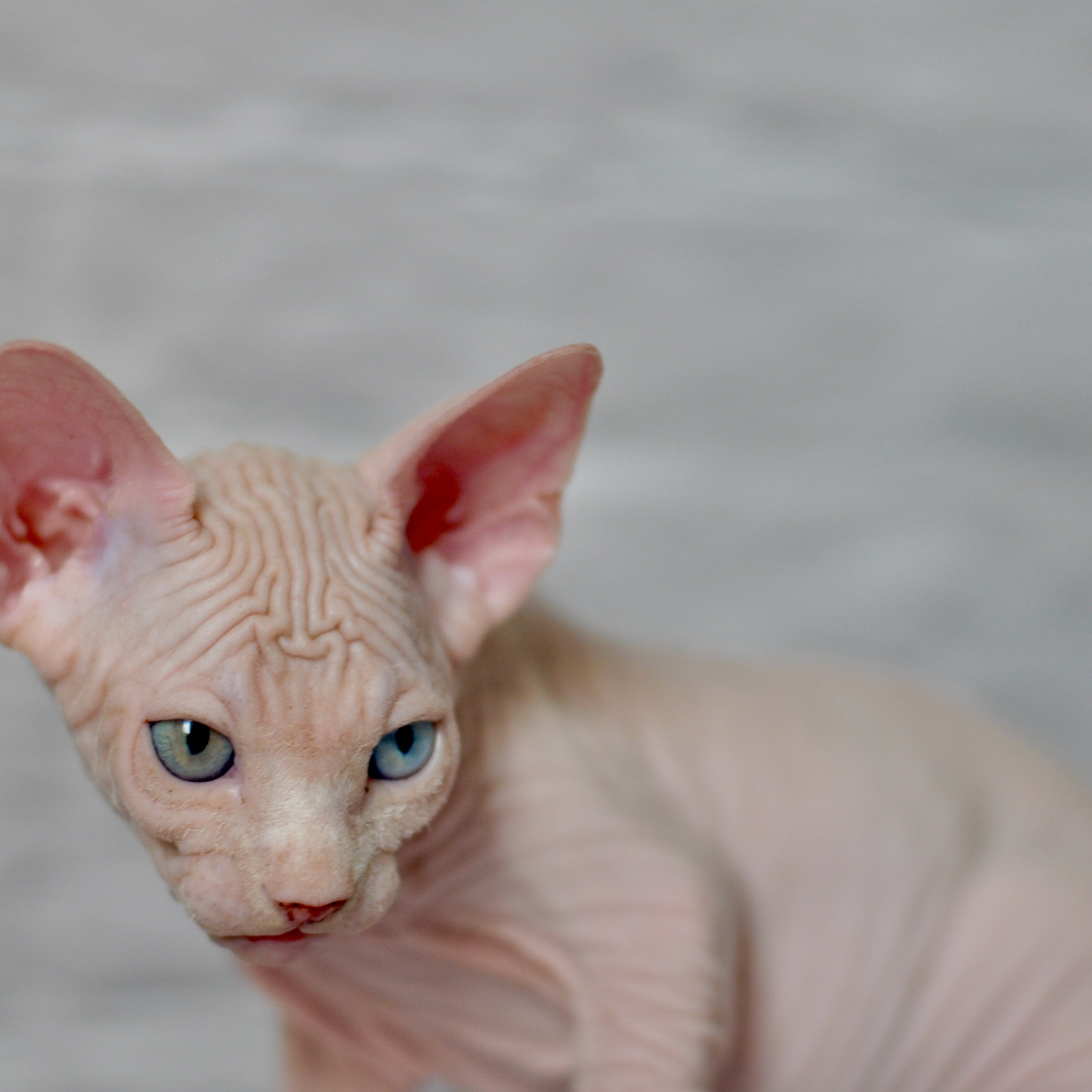 Sphynx kittens UK, Sphynx kittens United Kingdom, Sphynx kittens GB, Sphynx kittens Great Britain, Sphynx kittens London, Sphynx UK, Sphynx United Kingdom, Sphynx GB, Sphynx Great Britain, Sphynx London