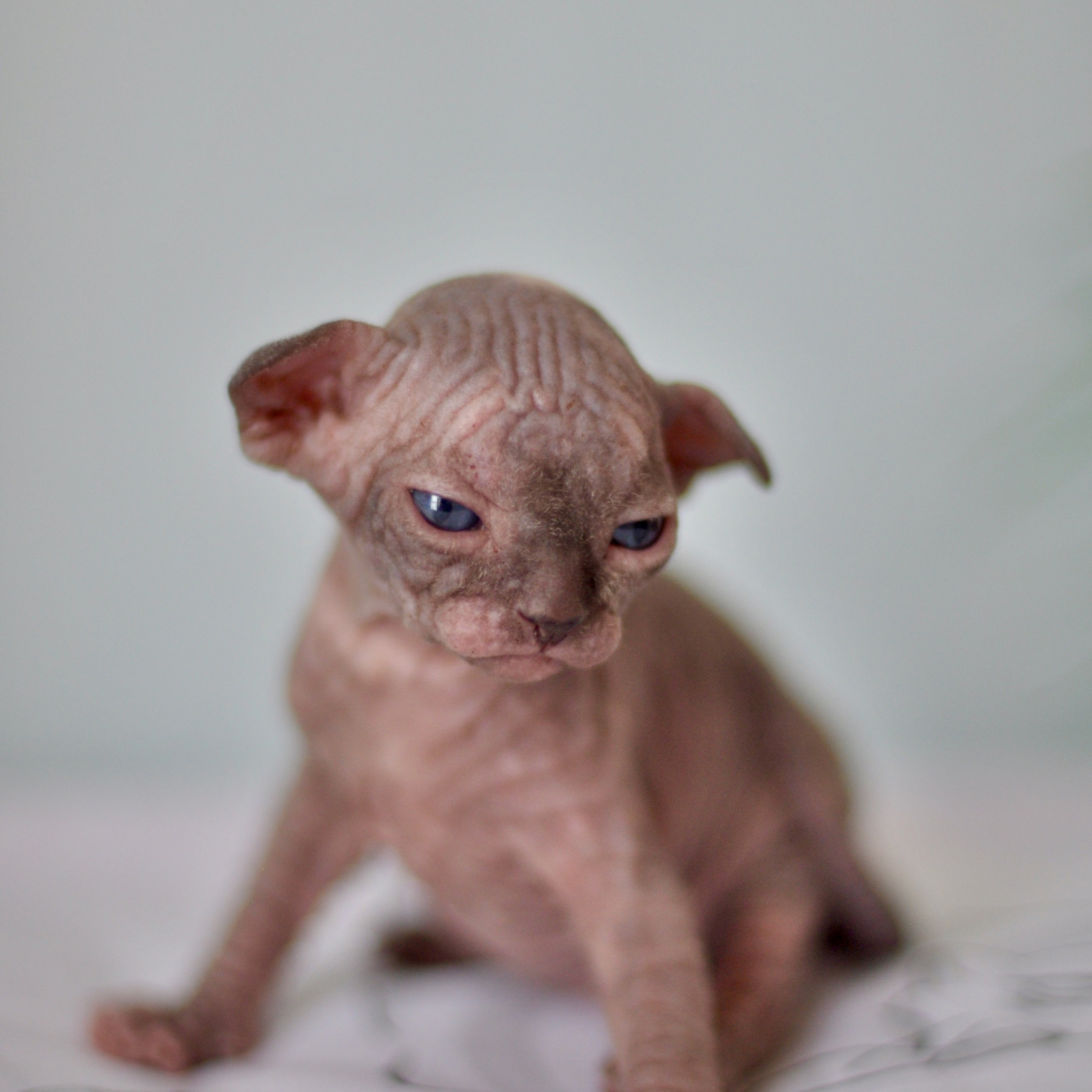 Sphynx kittens UK, Sphynx kittens United Kingdom, Sphynx kittens GB, Sphynx kittens Great Britain, Sphynx kittens London, Sphynx UK, Sphynx United Kingdom, Sphynx GB, Sphynx Great Britain, Sphynx London