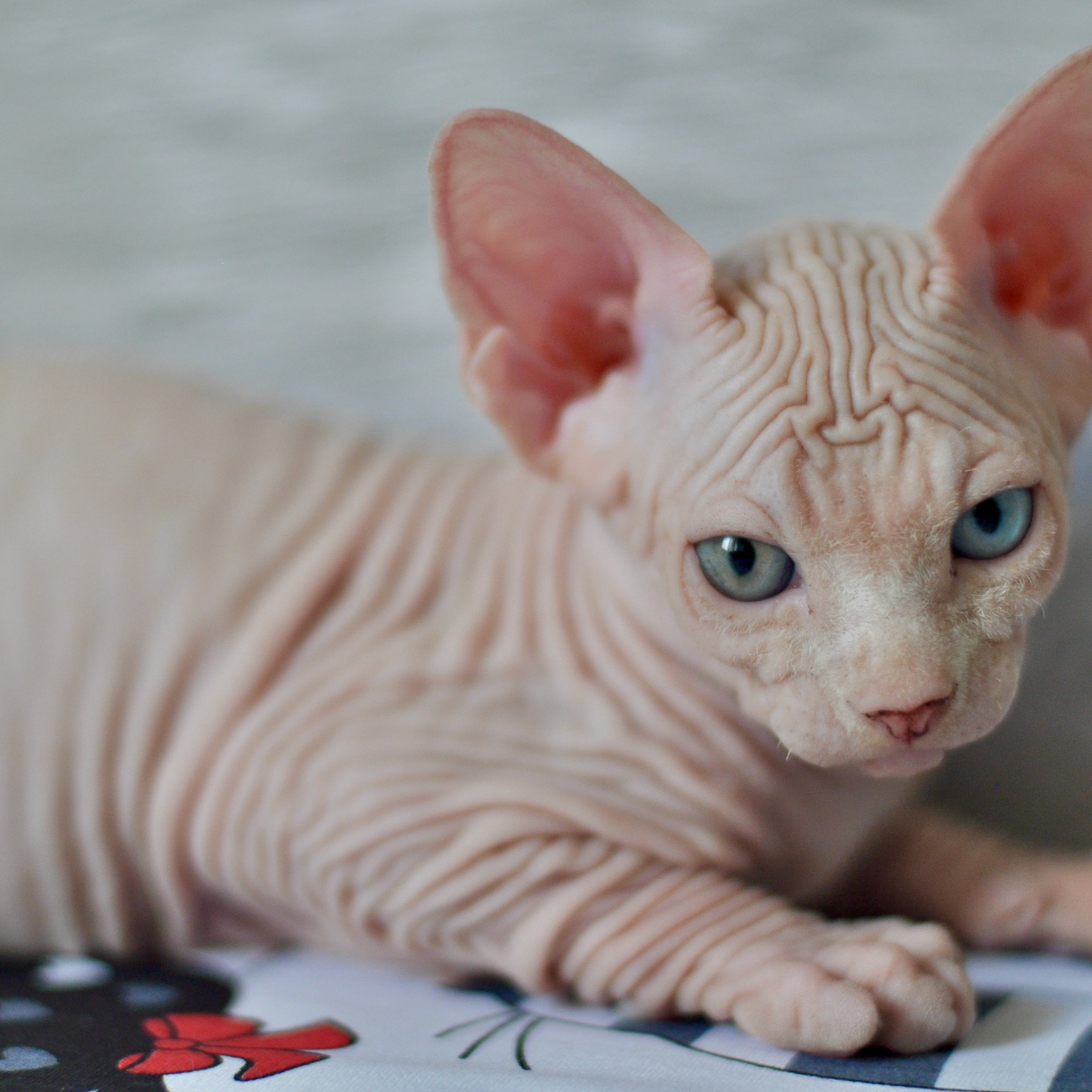 Sphynx kittens. A cattery of Canadian Sphynx breed, located in Limassol, Cyprus