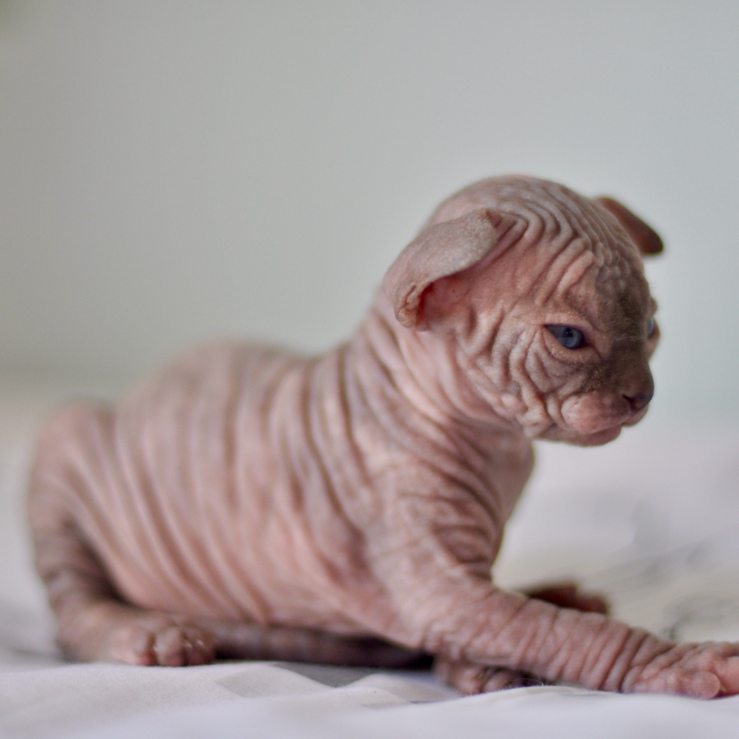 Sphynx kittens UK, Sphynx kittens United Kingdom, Sphynx kittens GB, Sphynx kittens Great Britain, Sphynx kittens London, Sphynx UK, Sphynx United Kingdom, Sphynx GB, Sphynx Great Britain, Sphynx London