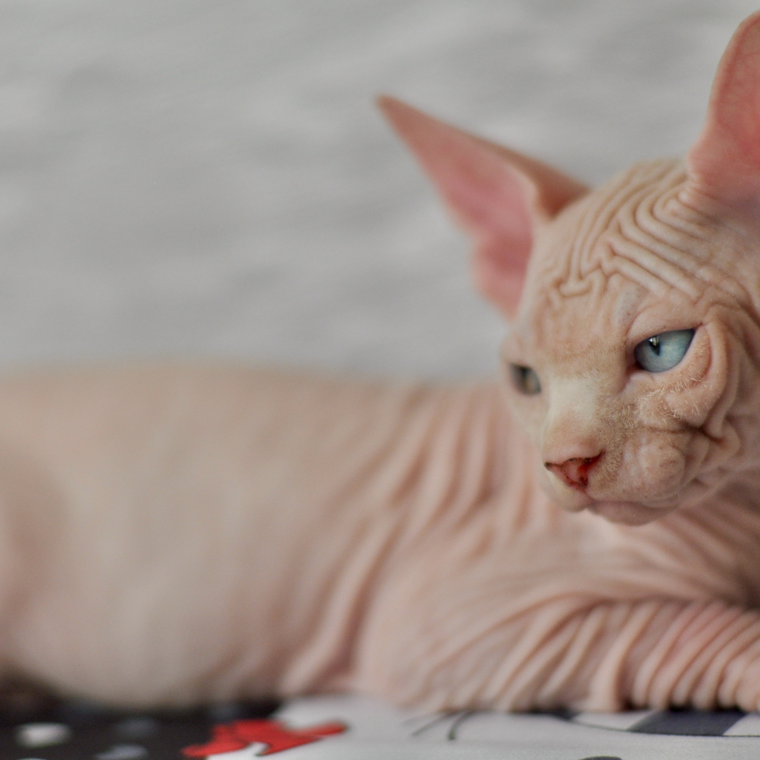 Sphynx kittens. A cattery of Canadian Sphynx breed, located in Limassol, Cyprus