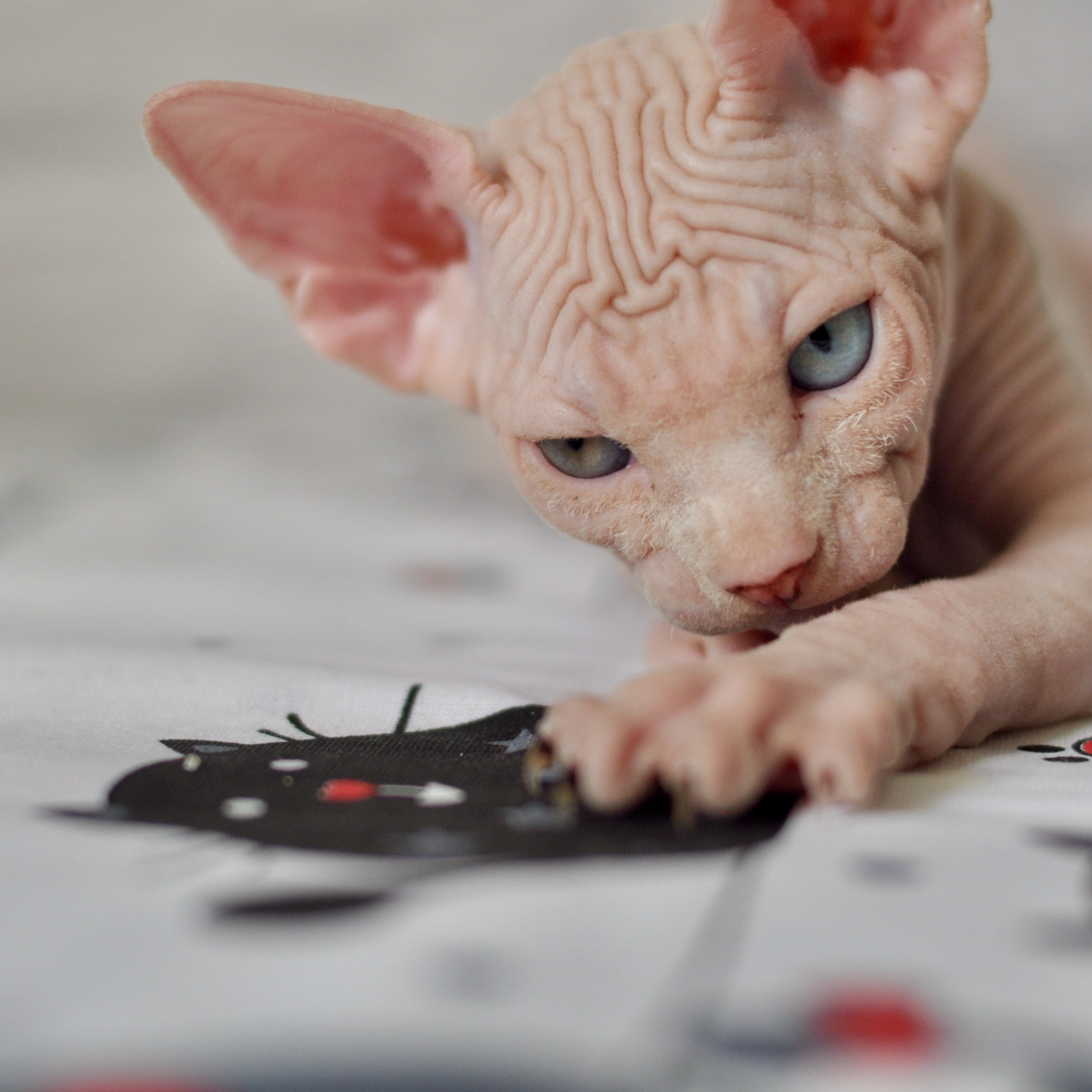 Sphynx kittens. A cattery of Canadian Sphynx breed, located in Limassol, Cyprus
