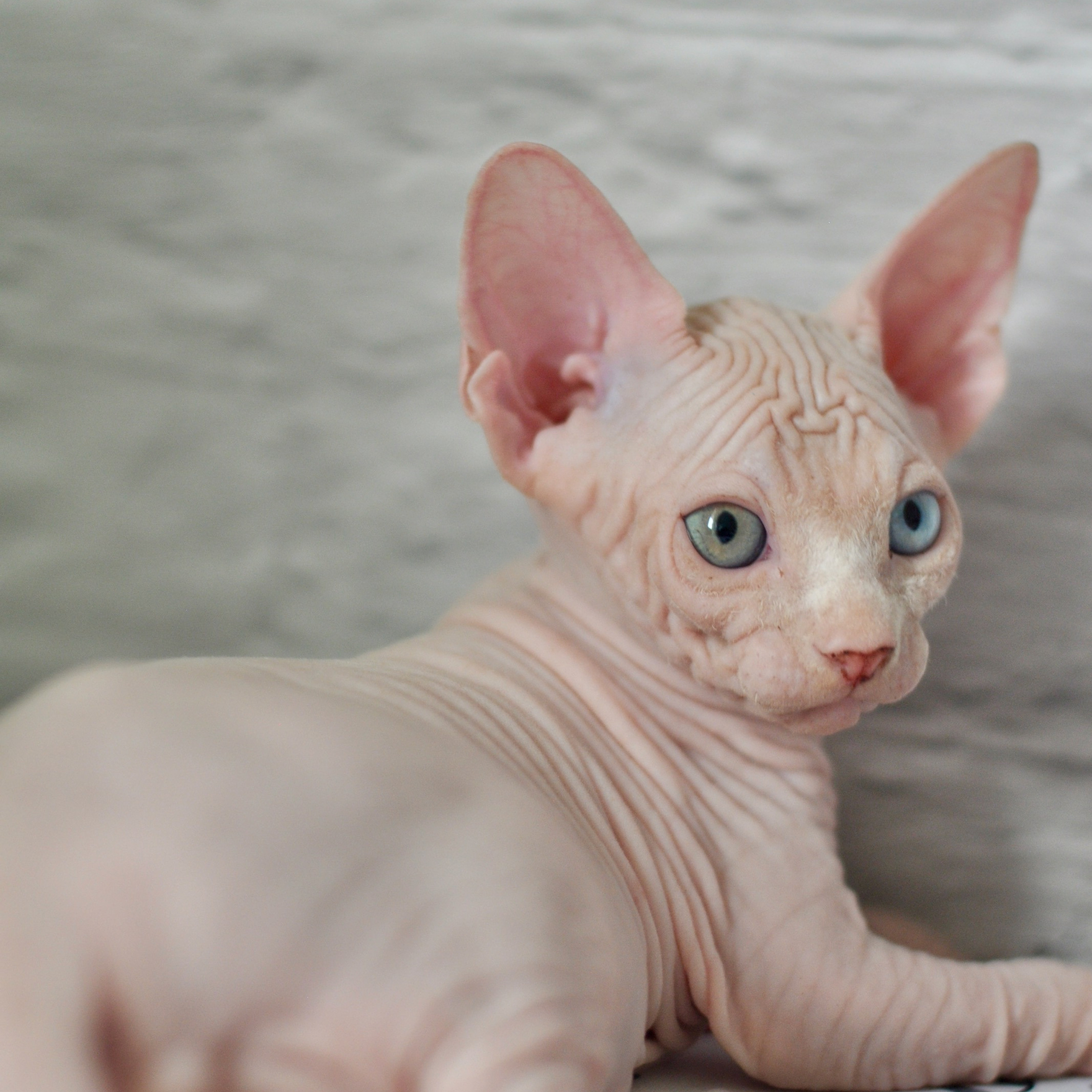 Sphynx kittens UK, Sphynx kittens United Kingdom, Sphynx kittens GB, Sphynx kittens Great Britain, Sphynx kittens London, Sphynx UK, Sphynx United Kingdom, Sphynx GB, Sphynx Great Britain, Sphynx London