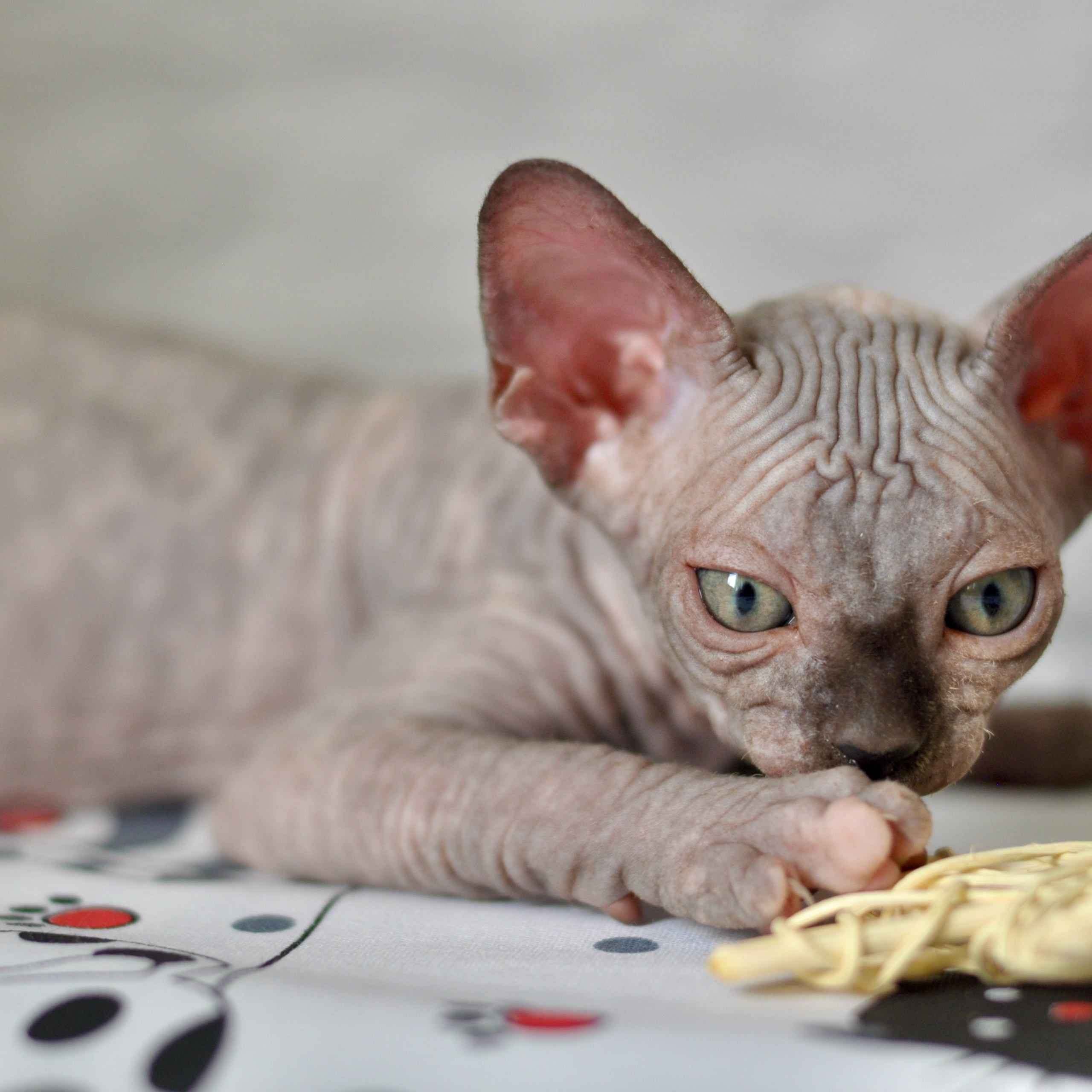 Sphynx kittens UK, Sphynx kittens United Kingdom, Sphynx kittens GB, Sphynx kittens Great Britain, Sphynx kittens London, Sphynx UK, Sphynx United Kingdom, Sphynx GB, Sphynx Great Britain, Sphynx London