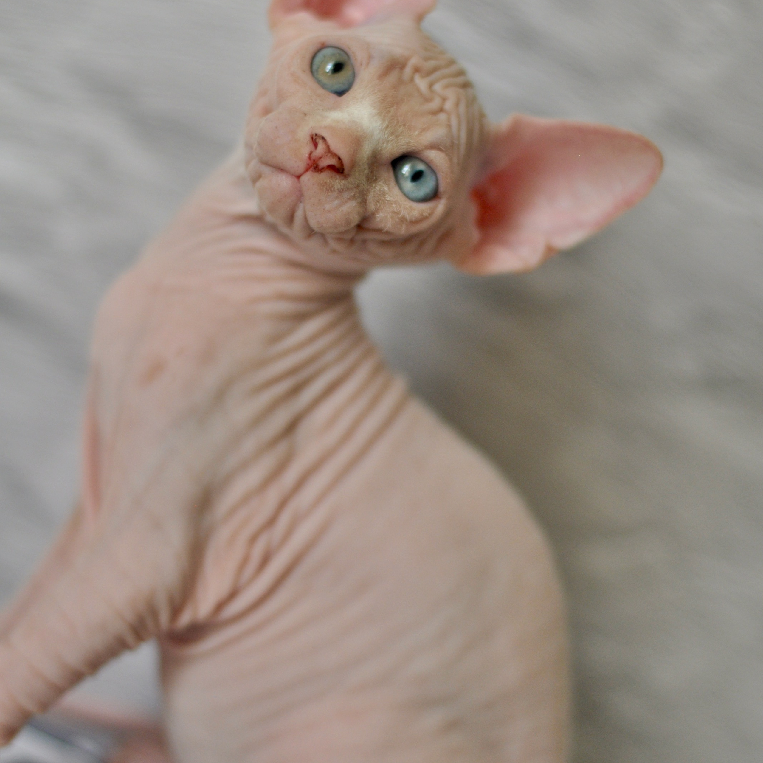 Sphynx kittens. A cattery of Canadian Sphynx breed, located in Limassol, Cyprus