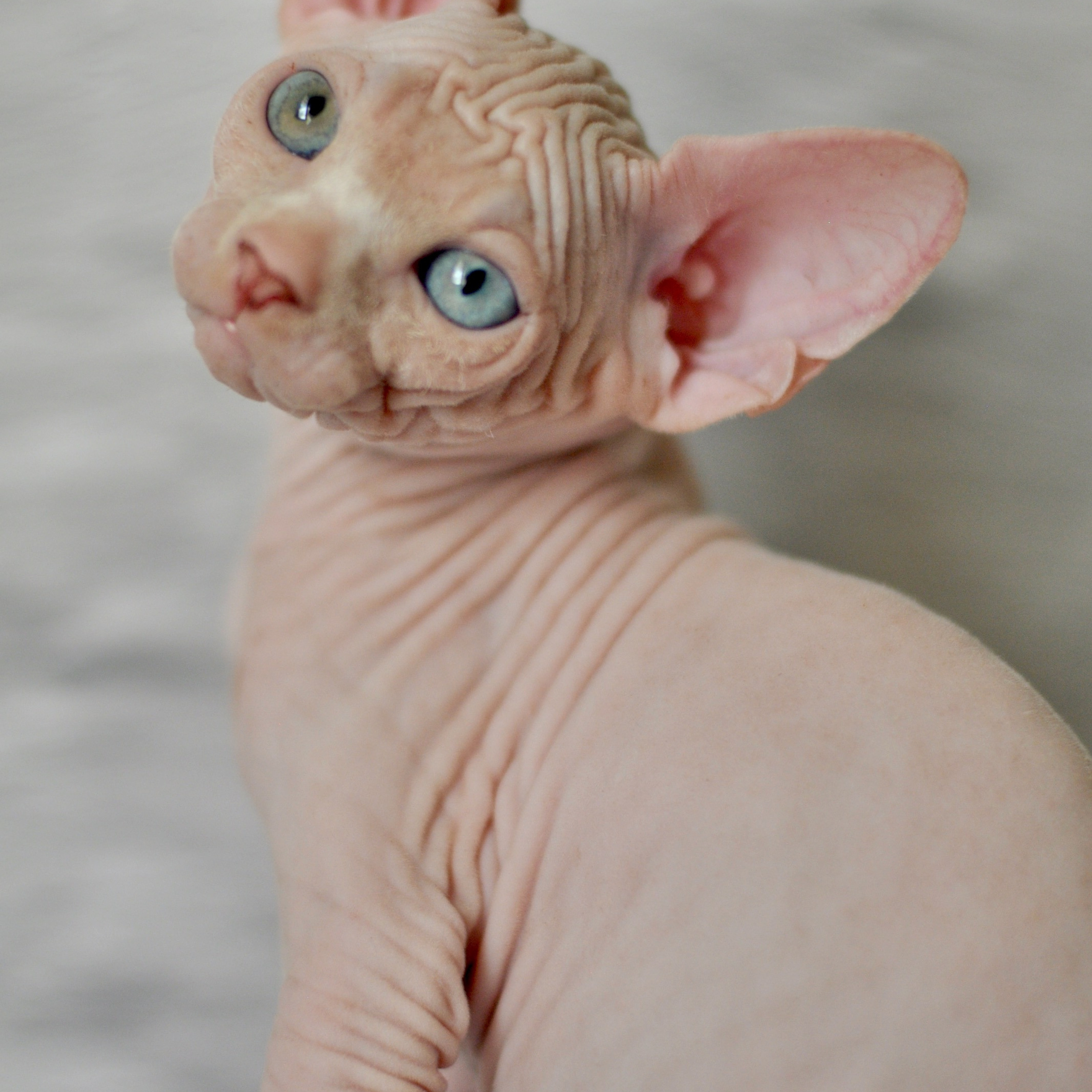 Sphynx kittens. A cattery of Canadian Sphynx breed, located in Limassol, Cyprus