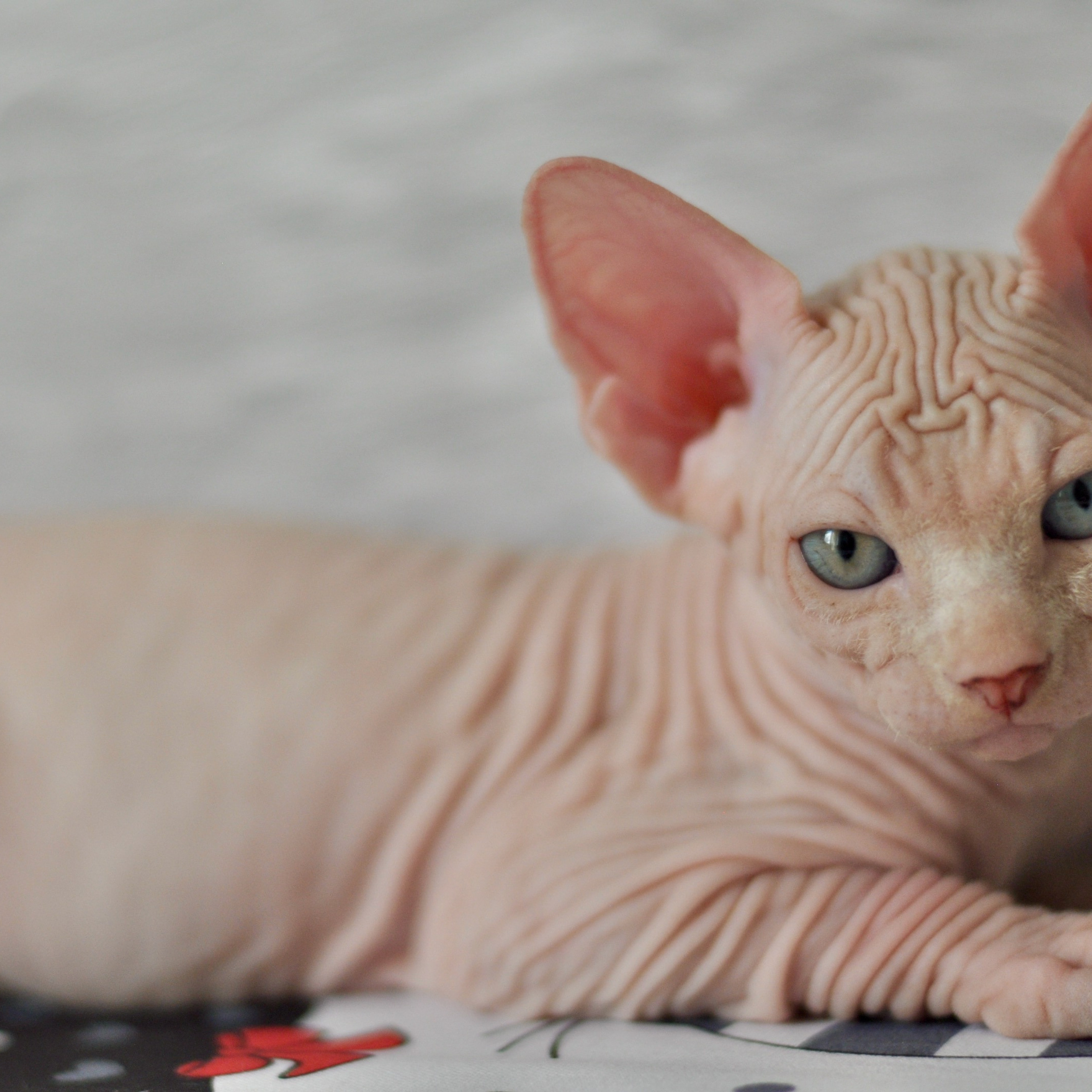 Sphynx kittens. A cattery of Canadian Sphynx breed, located in Limassol, Cyprus
