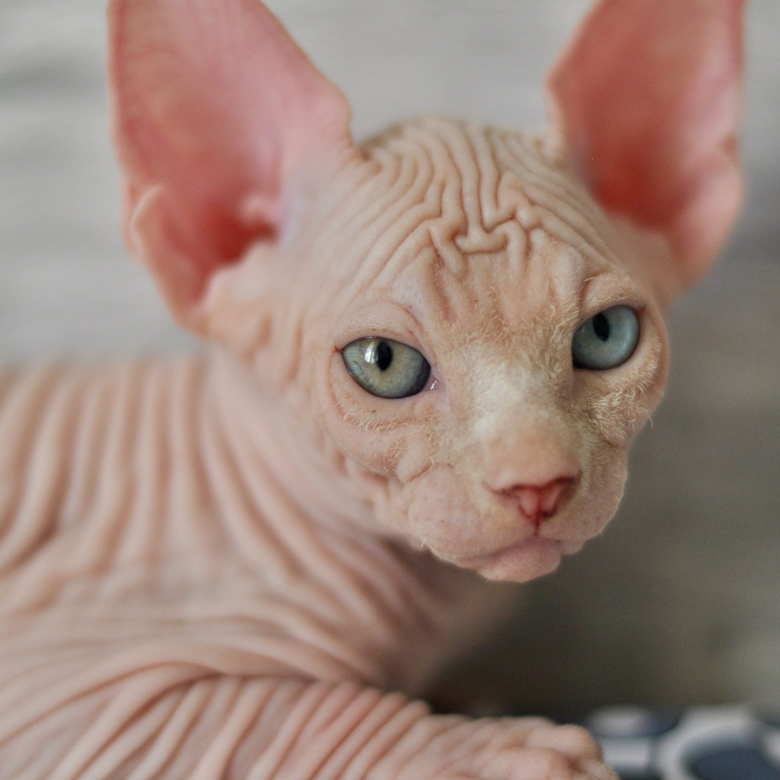 Sphynx kittens. A cattery of Canadian Sphynx breed, located in Limassol, Cyprus