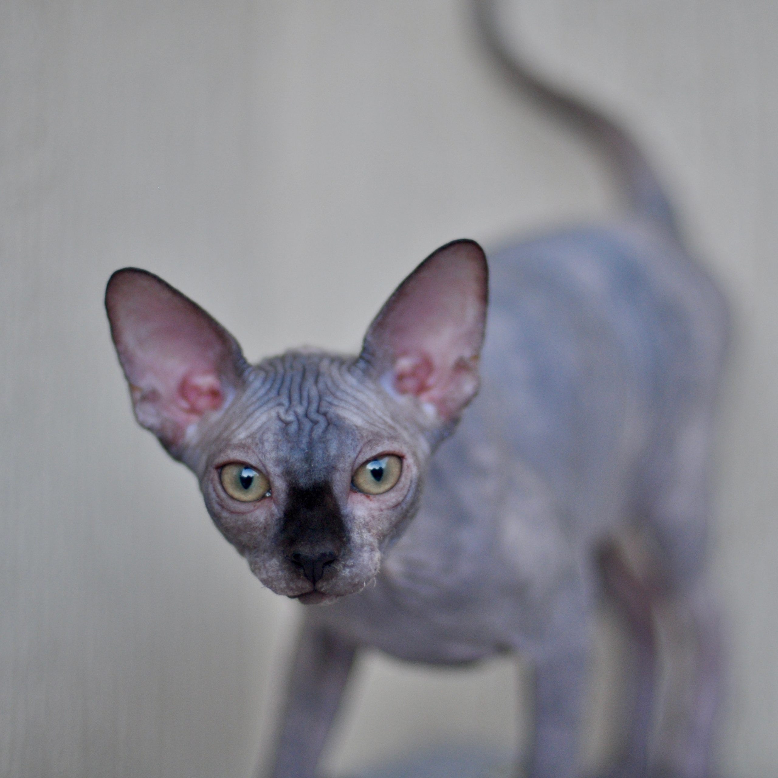 Sphynx kittens for sale. A cattery of Canadian Sphynx breed, located in Limassol, Cyprus