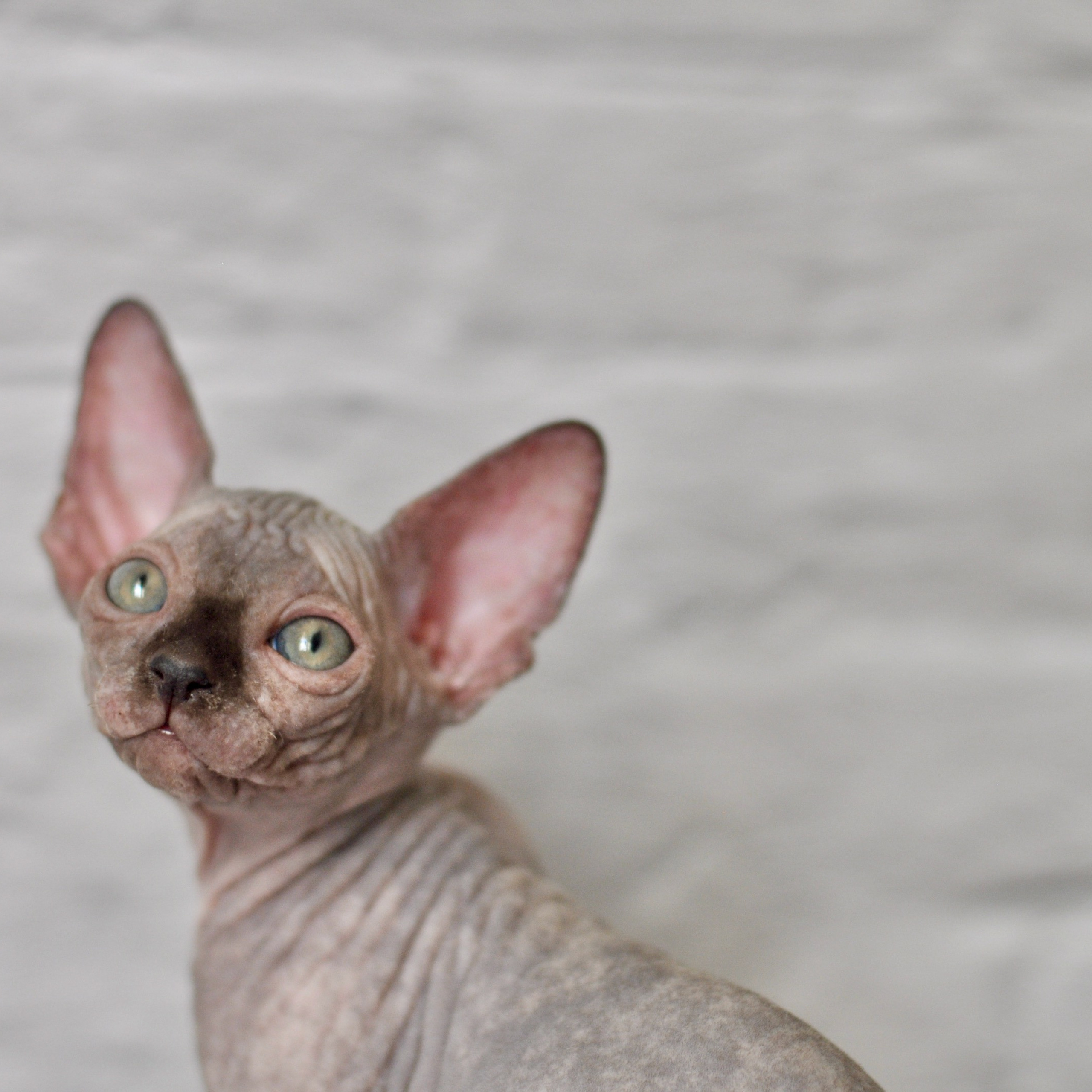 Sphynx kittens UK, Sphynx kittens United Kingdom, Sphynx kittens GB, Sphynx kittens Great Britain, Sphynx kittens London, Sphynx UK, Sphynx United Kingdom, Sphynx GB, Sphynx Great Britain, Sphynx London