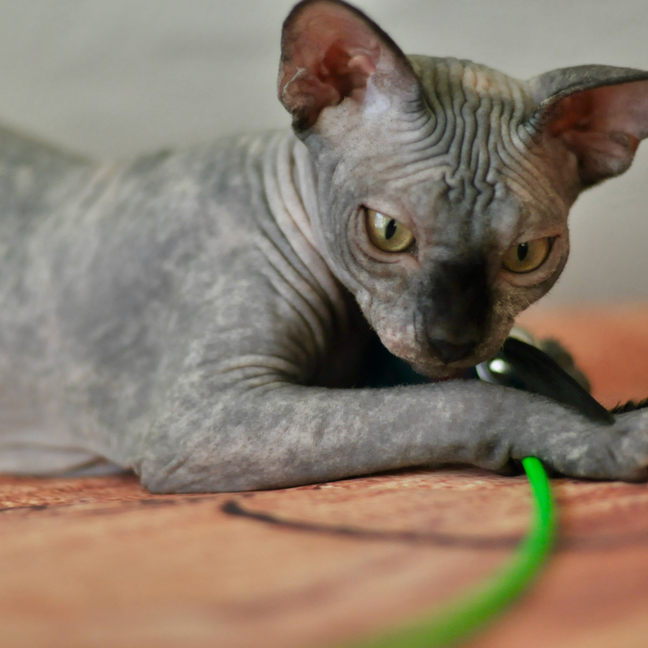 Sphynx kittens for sale. A cattery of Canadian Sphynx breed, located in Limassol, Cyprus