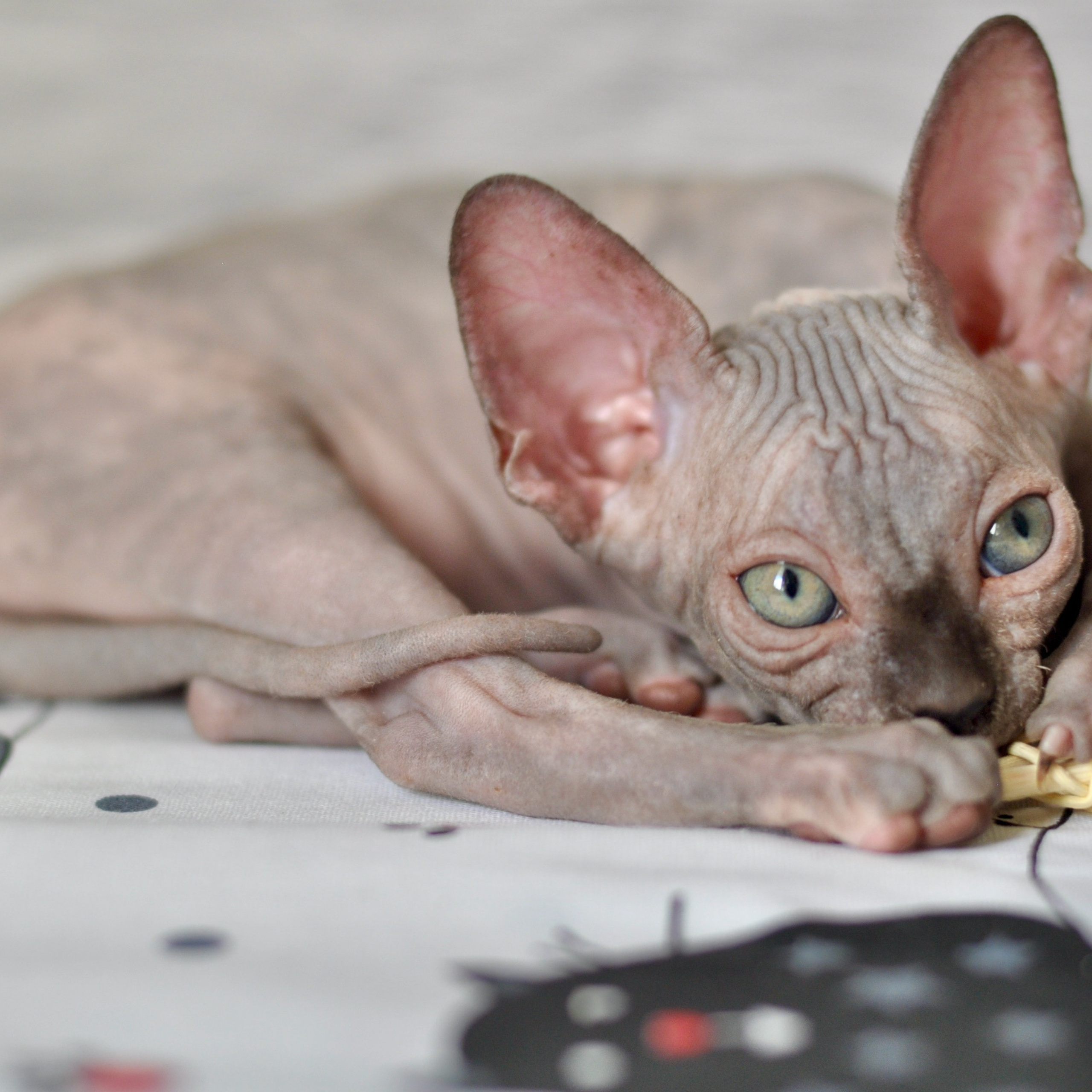 Sphynx kittens UK, Sphynx kittens United Kingdom, Sphynx kittens GB, Sphynx kittens Great Britain, Sphynx kittens London, Sphynx UK, Sphynx United Kingdom, Sphynx GB, Sphynx Great Britain, Sphynx London