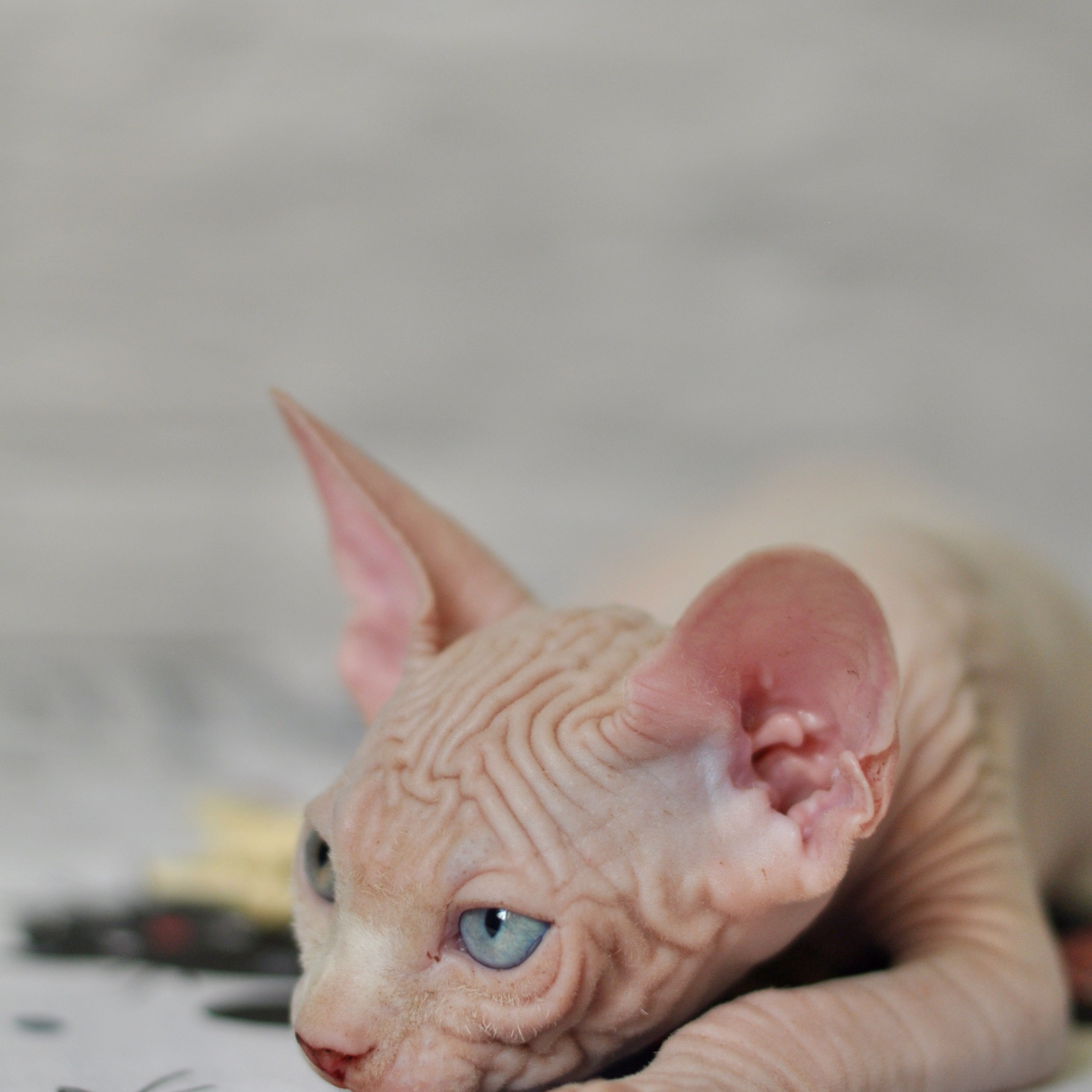 Sphynx kittens. A cattery of Canadian Sphynx breed, located in Limassol, Cyprus