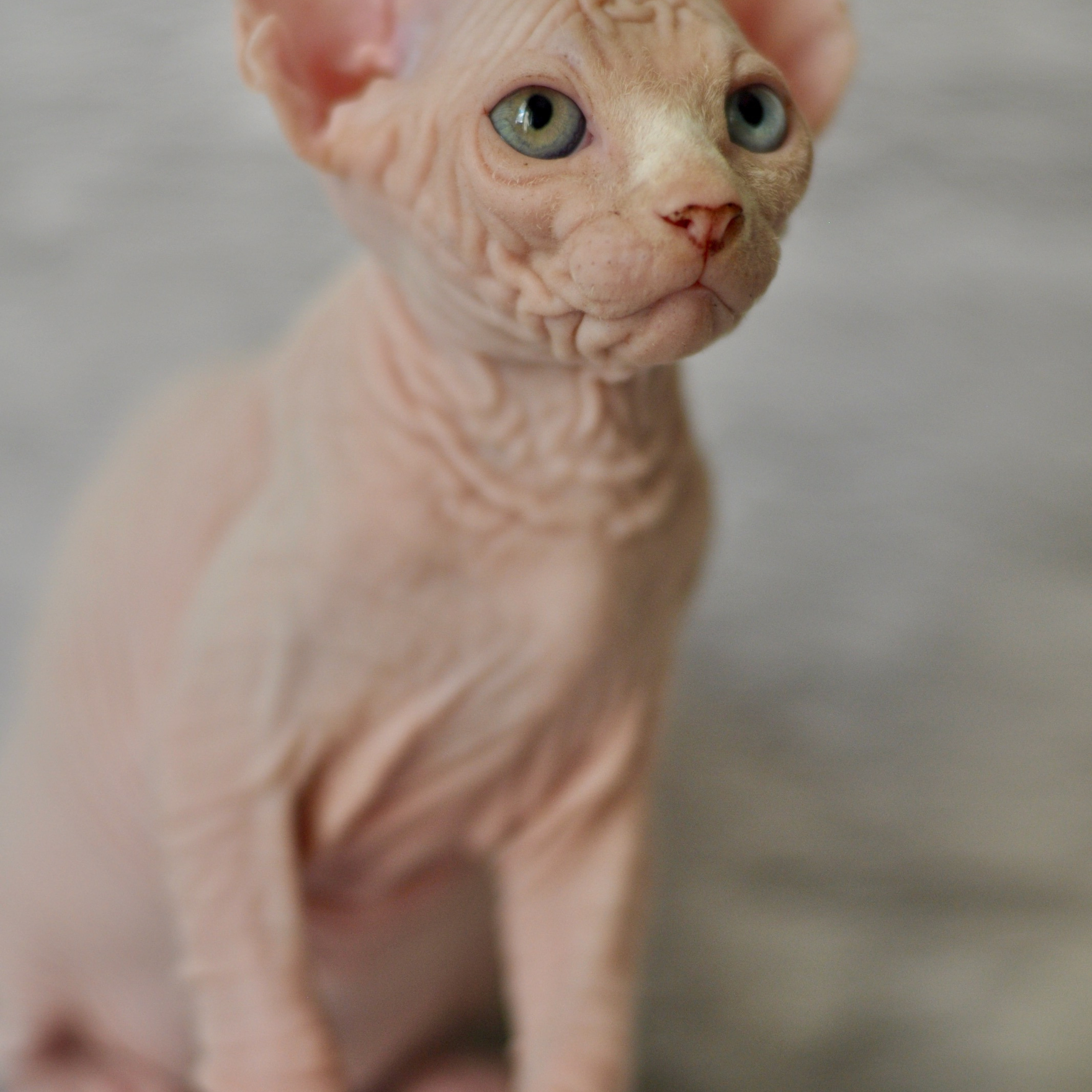 Sphynx kittens. A cattery of Canadian Sphynx breed, located in Limassol, Cyprus