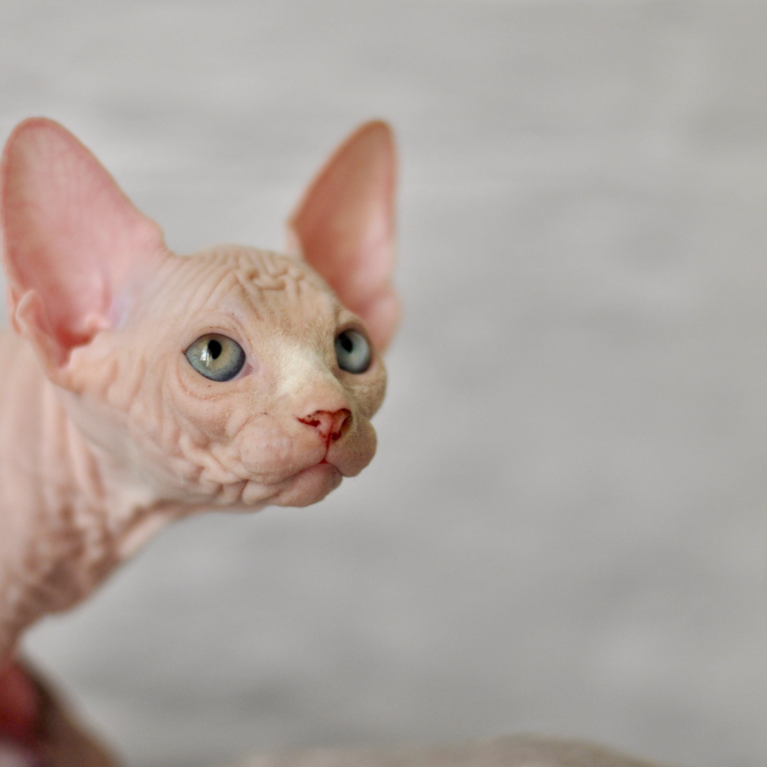 Sphynx kittens. A cattery of Canadian Sphynx breed, located in Limassol, Cyprus