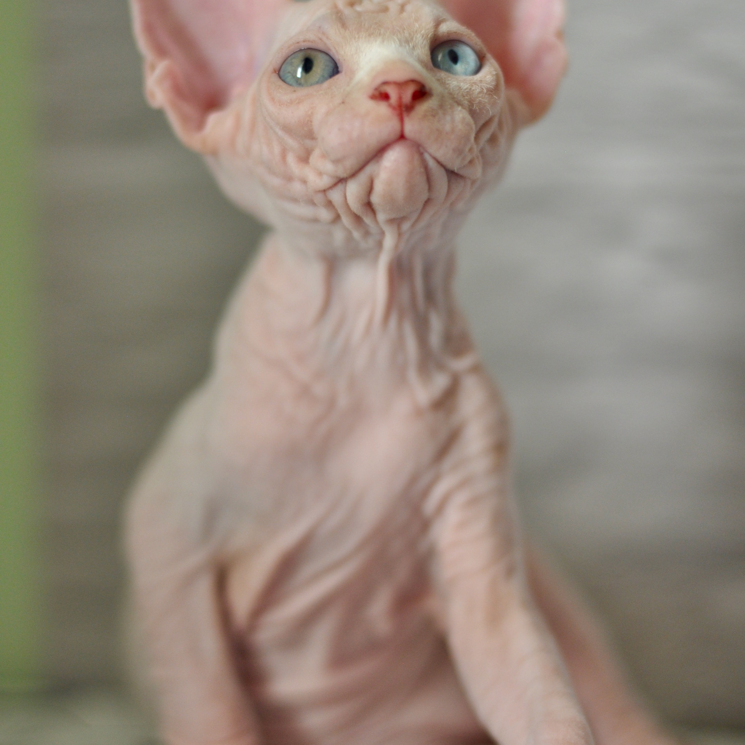 Sphynx kittens. A cattery of Canadian Sphynx breed, located in Limassol, Cyprus