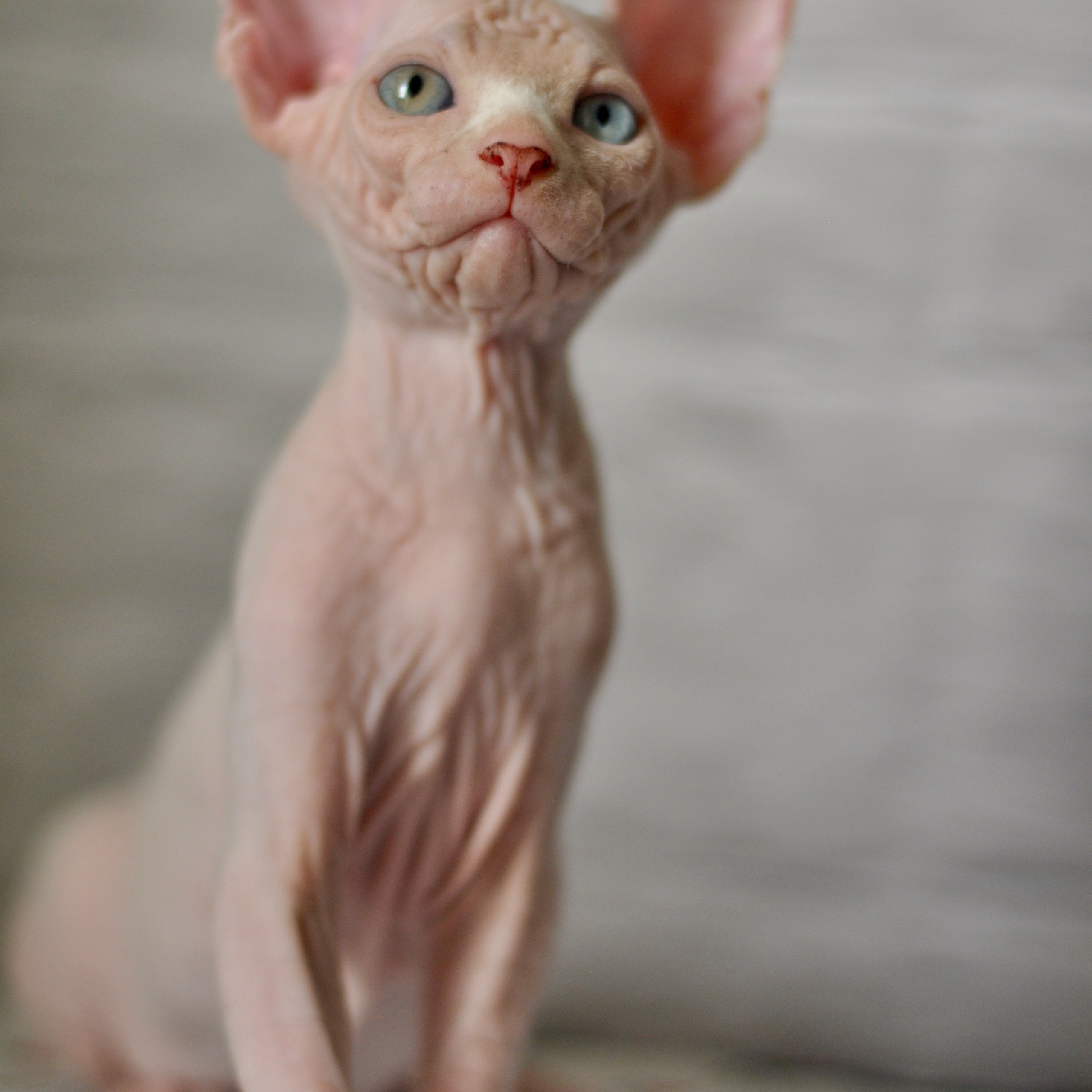 Sphynx kittens. A cattery of Canadian Sphynx breed, located in Limassol, Cyprus