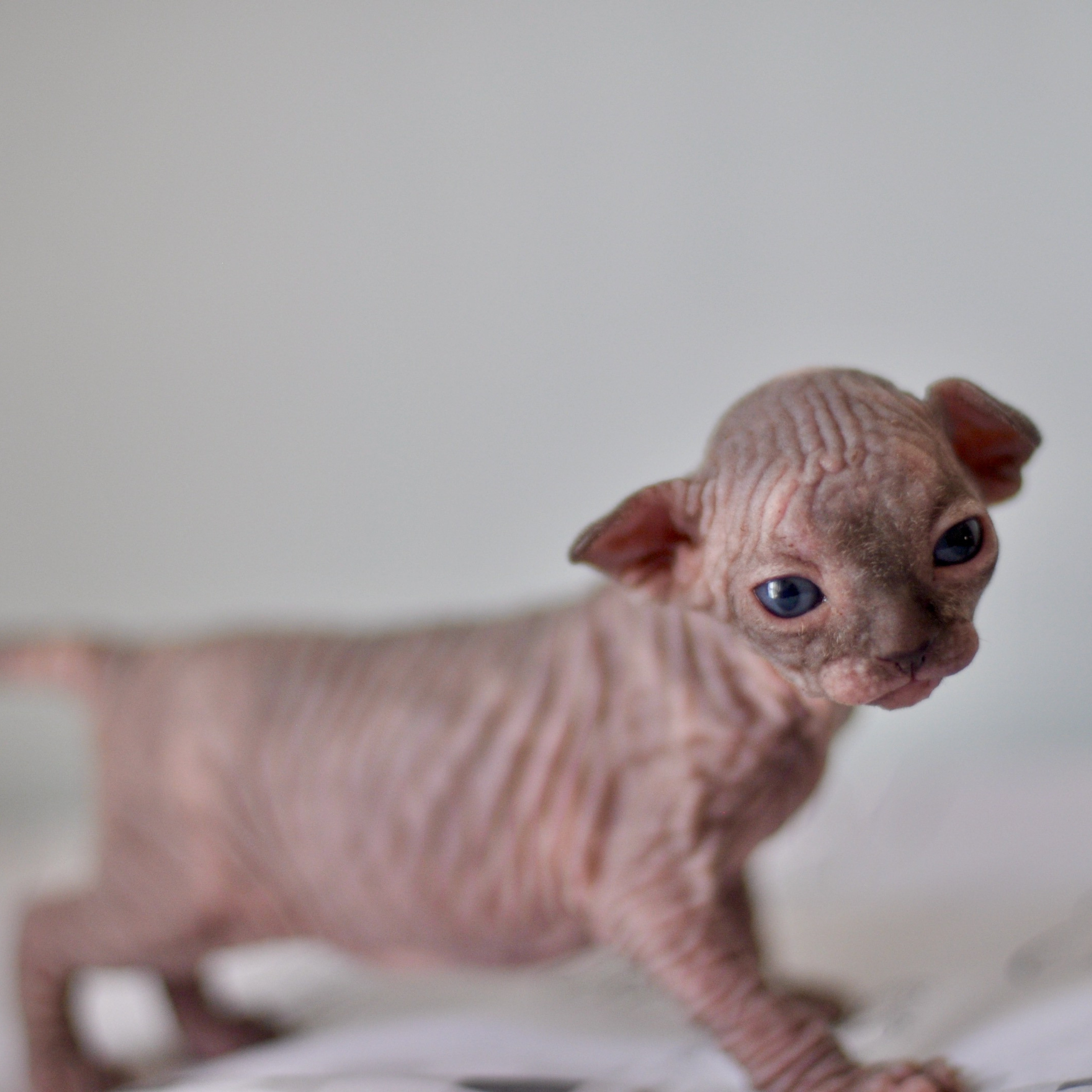 Sphynx kittens UK, Sphynx kittens United Kingdom, Sphynx kittens GB, Sphynx kittens Great Britain, Sphynx kittens London, Sphynx UK, Sphynx United Kingdom, Sphynx GB, Sphynx Great Britain, Sphynx London