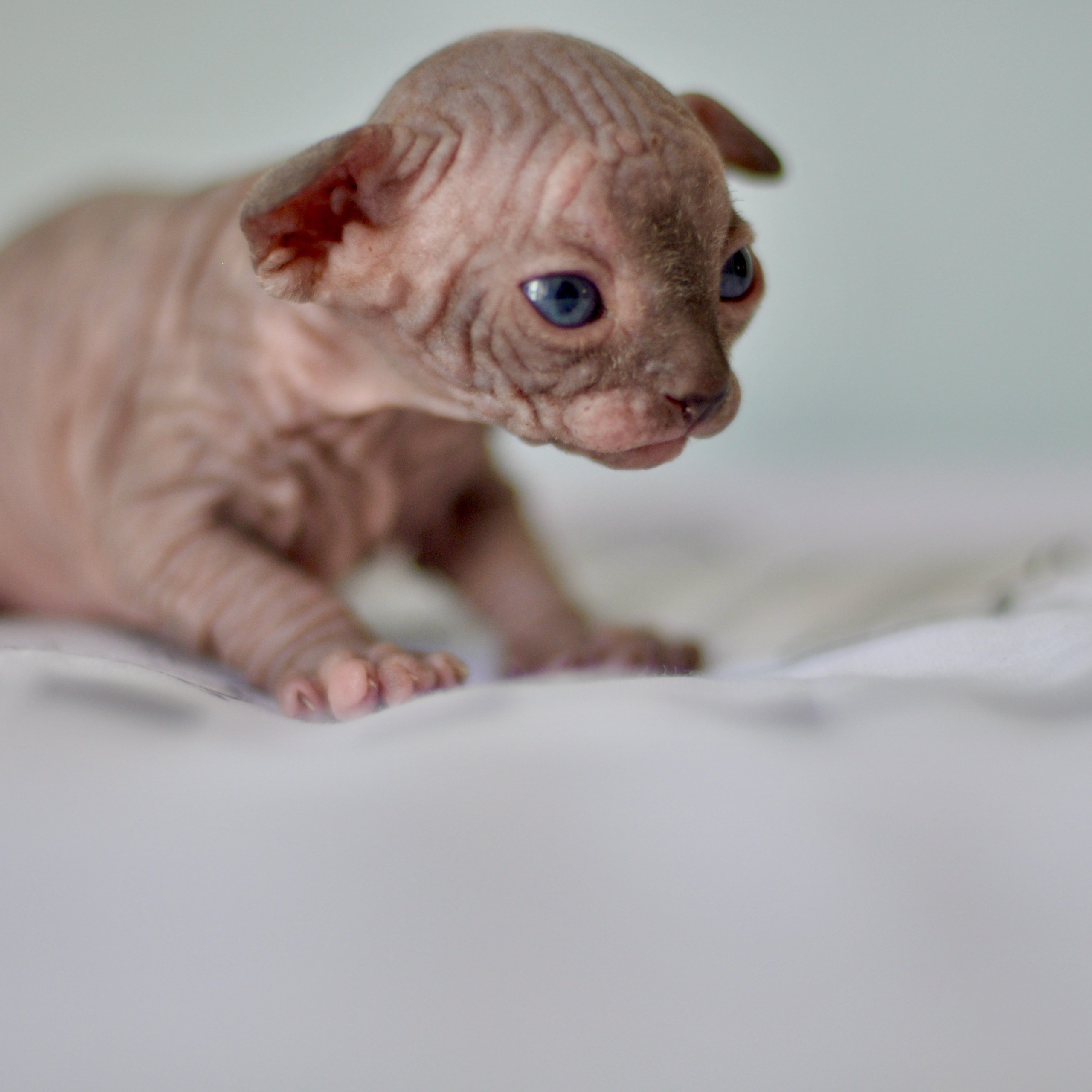 Sphynx kittens UK, Sphynx kittens United Kingdom, Sphynx kittens GB, Sphynx kittens Great Britain, Sphynx kittens London, Sphynx UK, Sphynx United Kingdom, Sphynx GB, Sphynx Great Britain, Sphynx London