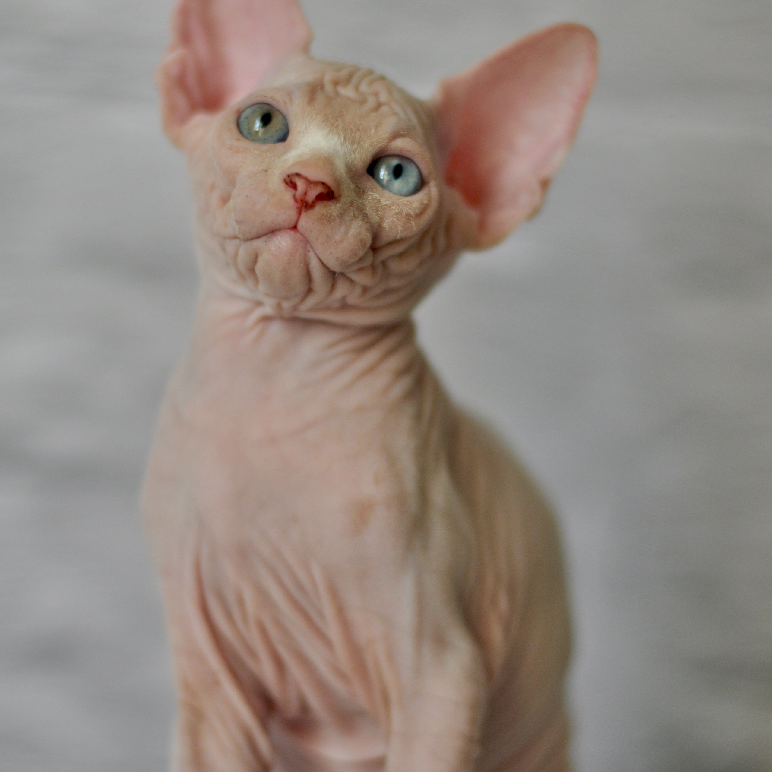 Sphynx kittens. A cattery of Canadian Sphynx breed, located in Limassol, Cyprus