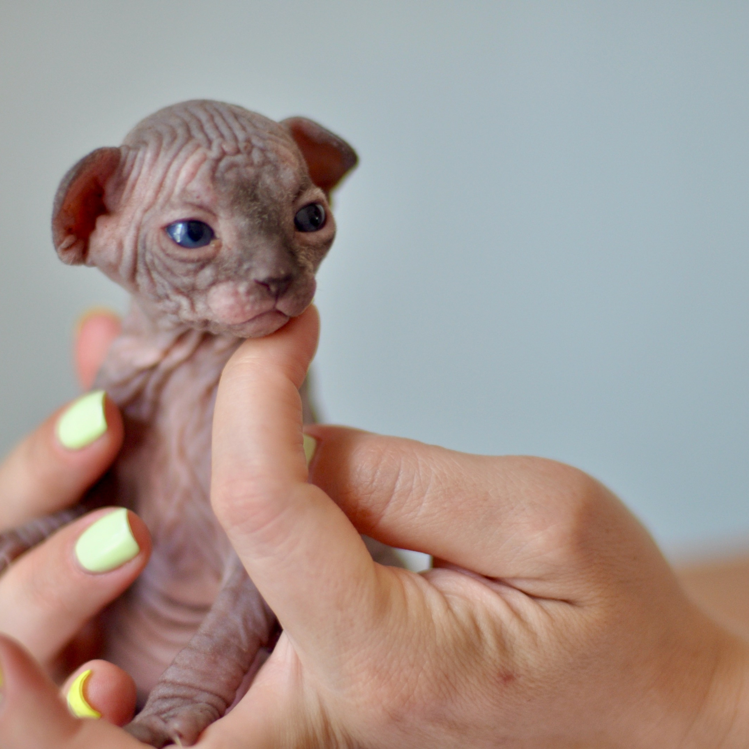 Sphynx kittens UK, Sphynx kittens United Kingdom, Sphynx kittens GB, Sphynx kittens Great Britain, Sphynx kittens London, Sphynx UK, Sphynx United Kingdom, Sphynx GB, Sphynx Great Britain, Sphynx London