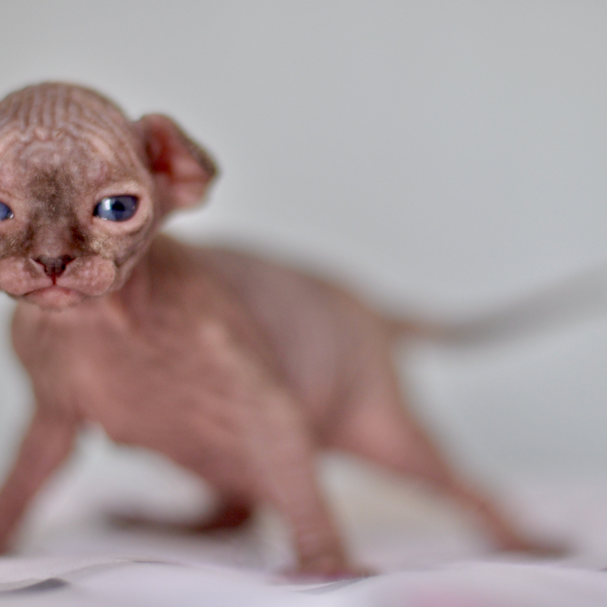 Sphynx kittens UK, Sphynx kittens United Kingdom, Sphynx kittens GB, Sphynx kittens Great Britain, Sphynx kittens London, Sphynx UK, Sphynx United Kingdom, Sphynx GB, Sphynx Great Britain, Sphynx London