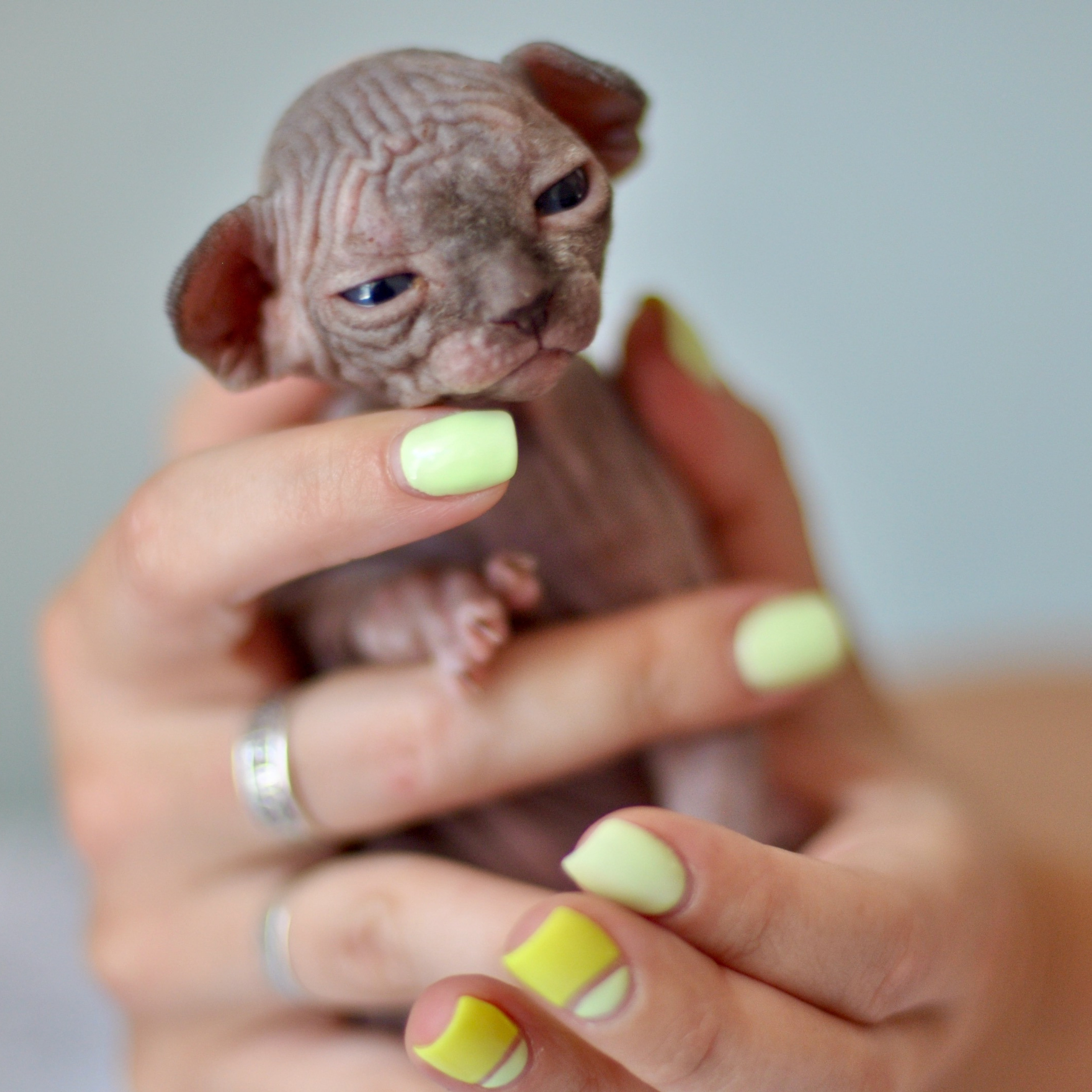 Sphynx kittens UK, Sphynx kittens United Kingdom, Sphynx kittens GB, Sphynx kittens Great Britain, Sphynx kittens London, Sphynx UK, Sphynx United Kingdom, Sphynx GB, Sphynx Great Britain, Sphynx London