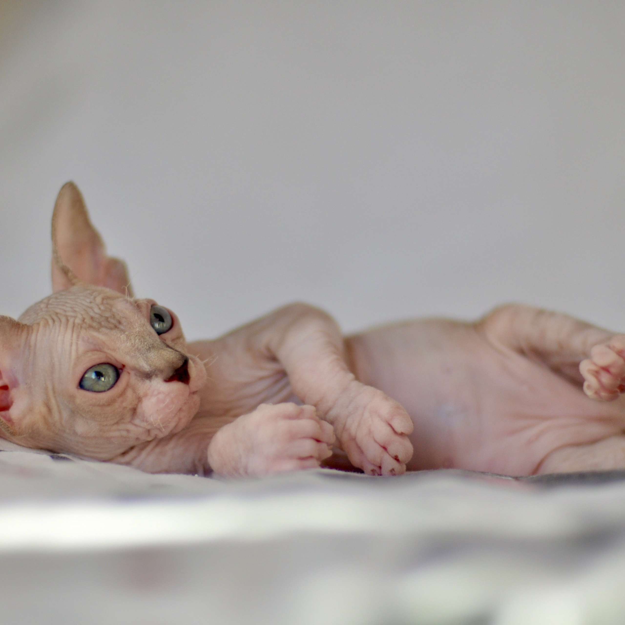 ISIL ♂ DOB 22/05/2026 AVAILABLE
