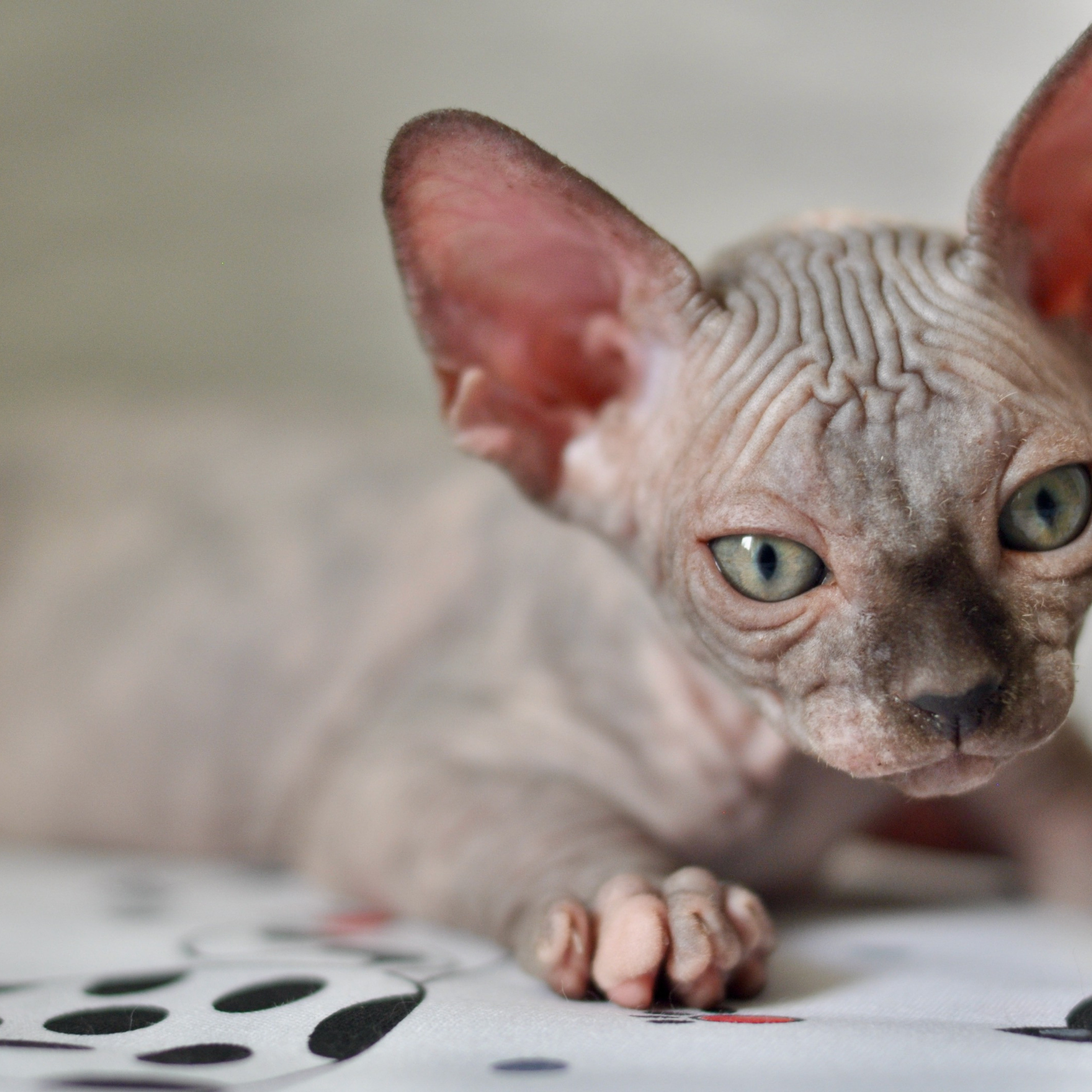 Sphynx kittens UK, Sphynx kittens United Kingdom, Sphynx kittens GB, Sphynx kittens Great Britain, Sphynx kittens London, Sphynx UK, Sphynx United Kingdom, Sphynx GB, Sphynx Great Britain, Sphynx London