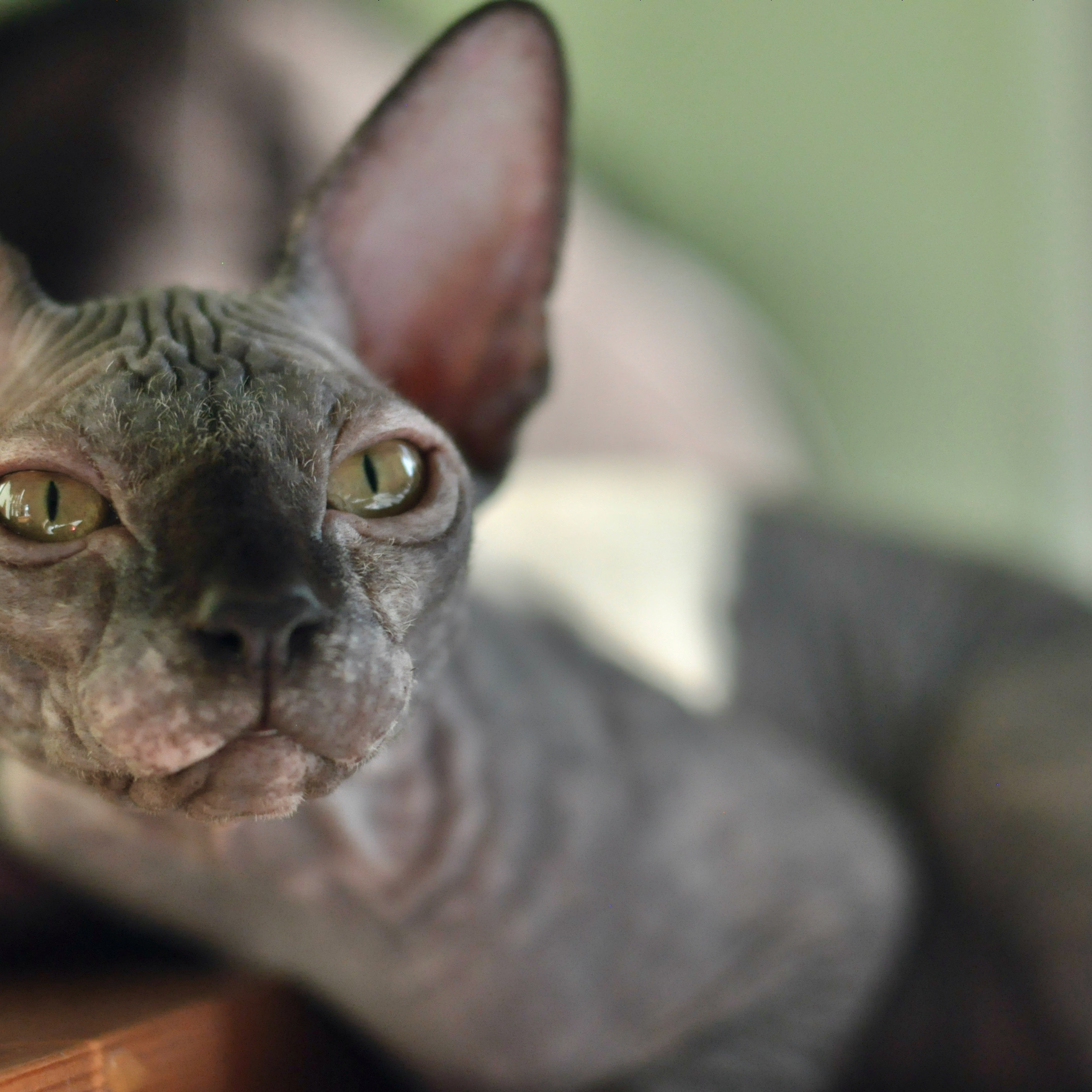 Sphynx kittens for sale. A cattery of Canadian Sphynx breed, located in Limassol, Cyprus