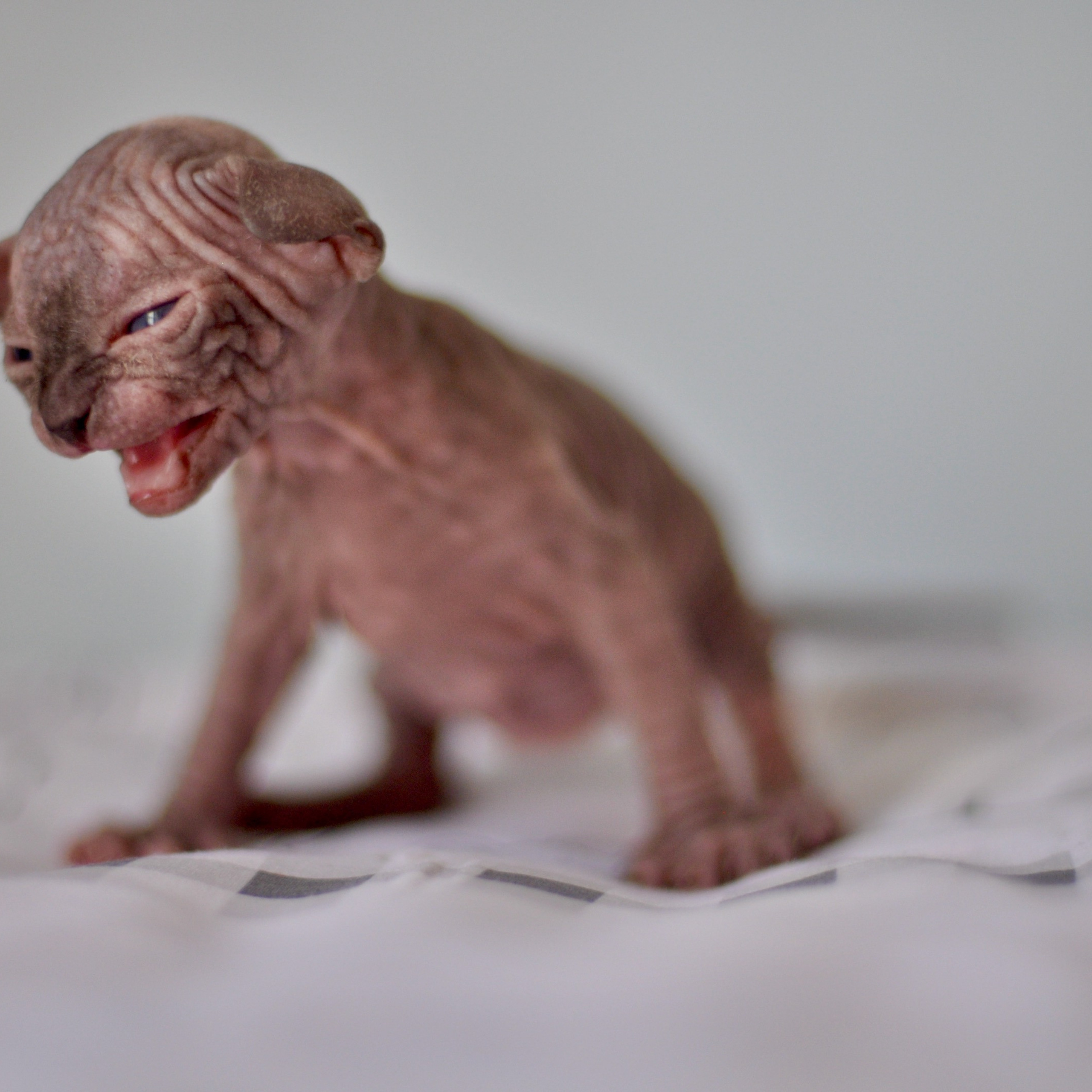 Sphynx kittens UK, Sphynx kittens United Kingdom, Sphynx kittens GB, Sphynx kittens Great Britain, Sphynx kittens London, Sphynx UK, Sphynx United Kingdom, Sphynx GB, Sphynx Great Britain, Sphynx London