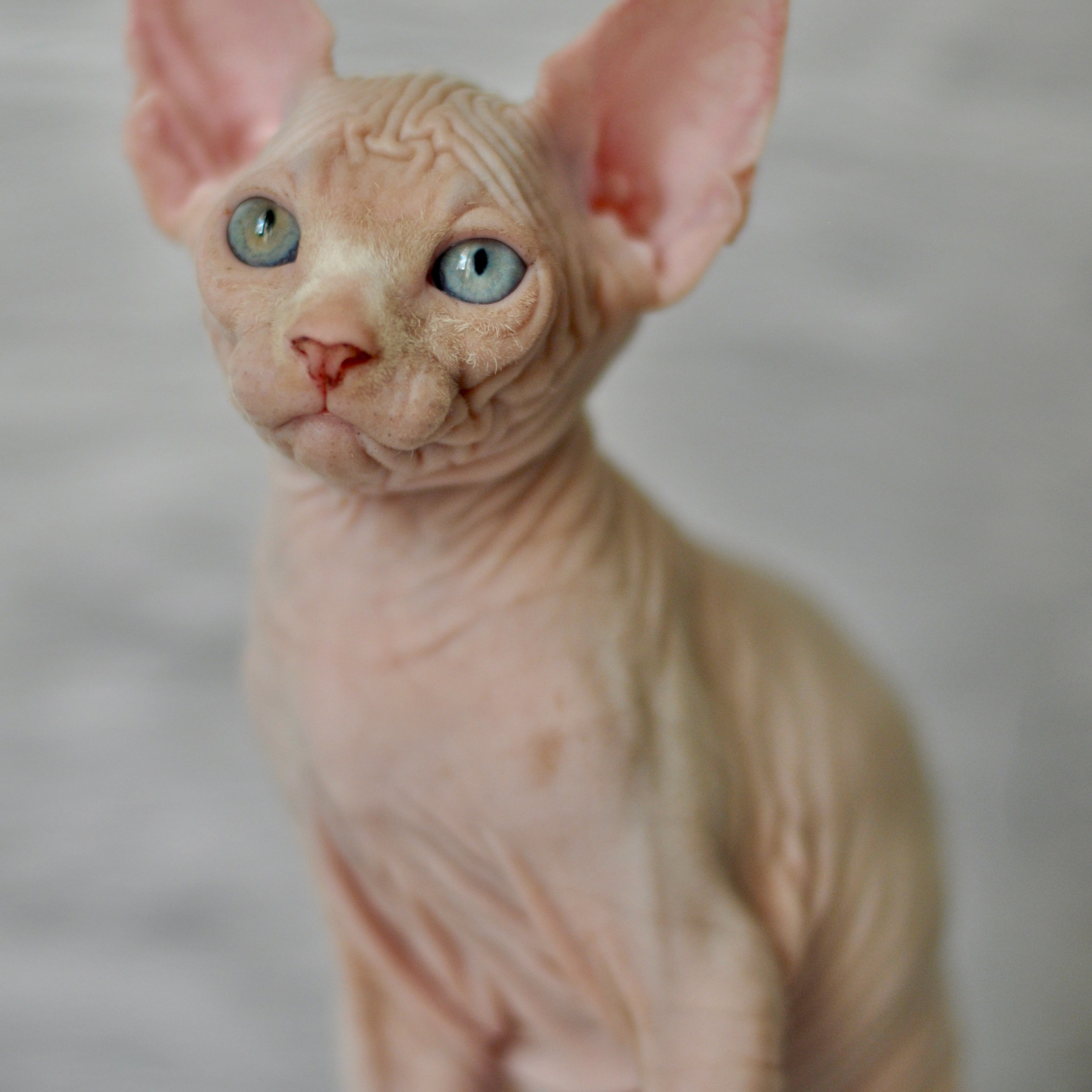 Sphynx kittens. A cattery of Canadian Sphynx breed, located in Limassol, Cyprus