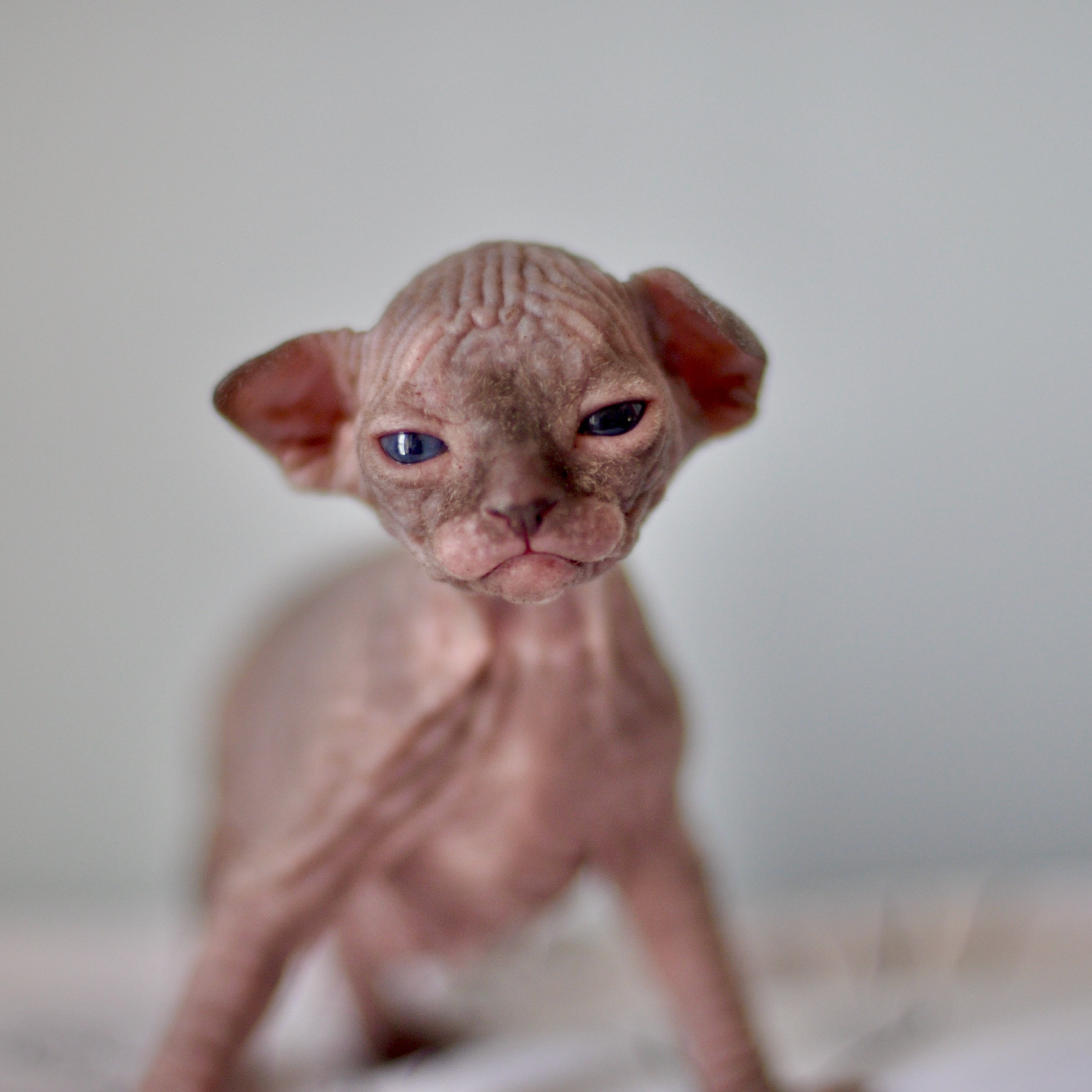 Sphynx kittens UK, Sphynx kittens United Kingdom, Sphynx kittens GB, Sphynx kittens Great Britain, Sphynx kittens London, Sphynx UK, Sphynx United Kingdom, Sphynx GB, Sphynx Great Britain, Sphynx London