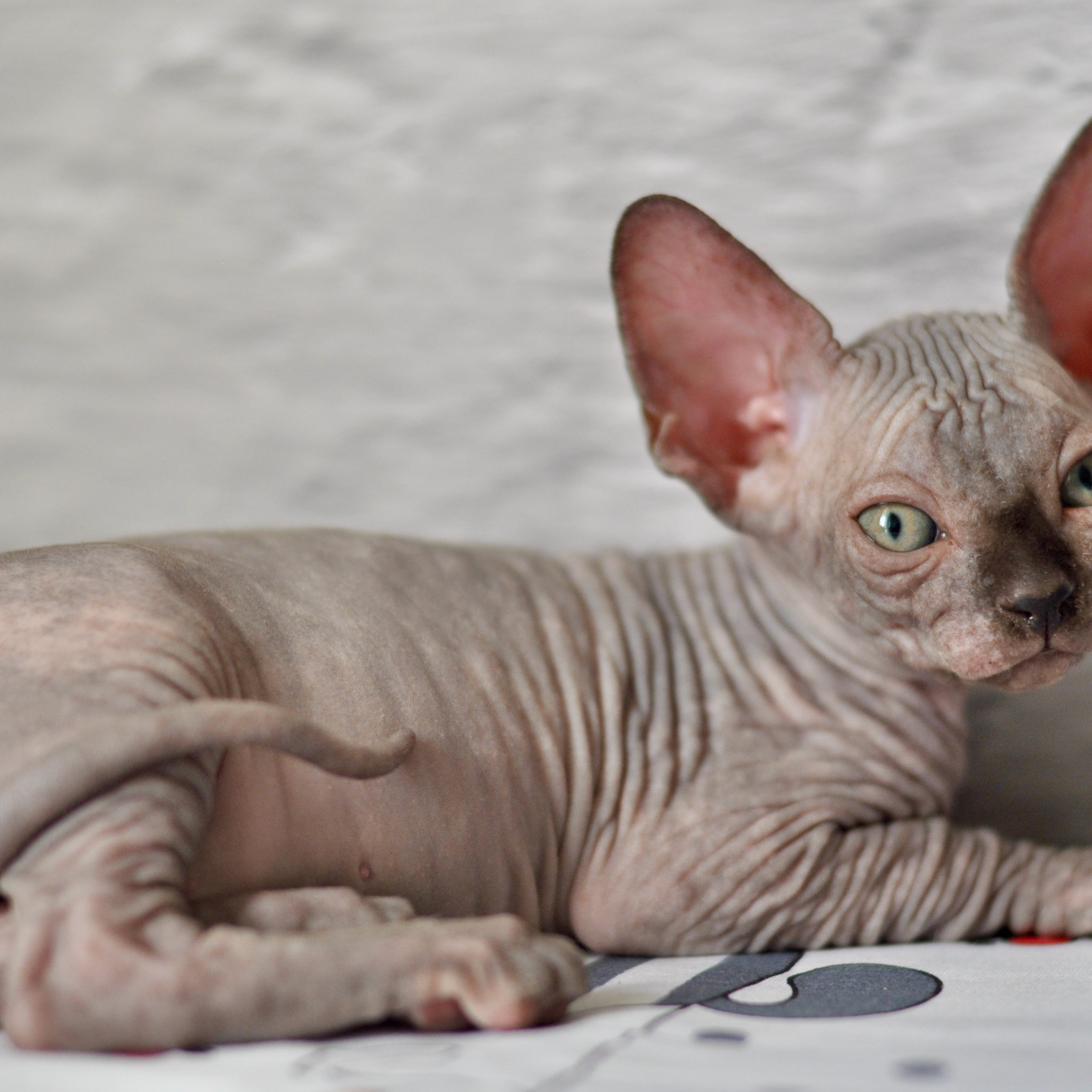 Sphynx kittens UK, Sphynx kittens United Kingdom, Sphynx kittens GB, Sphynx kittens Great Britain, Sphynx kittens London, Sphynx UK, Sphynx United Kingdom, Sphynx GB, Sphynx Great Britain, Sphynx London