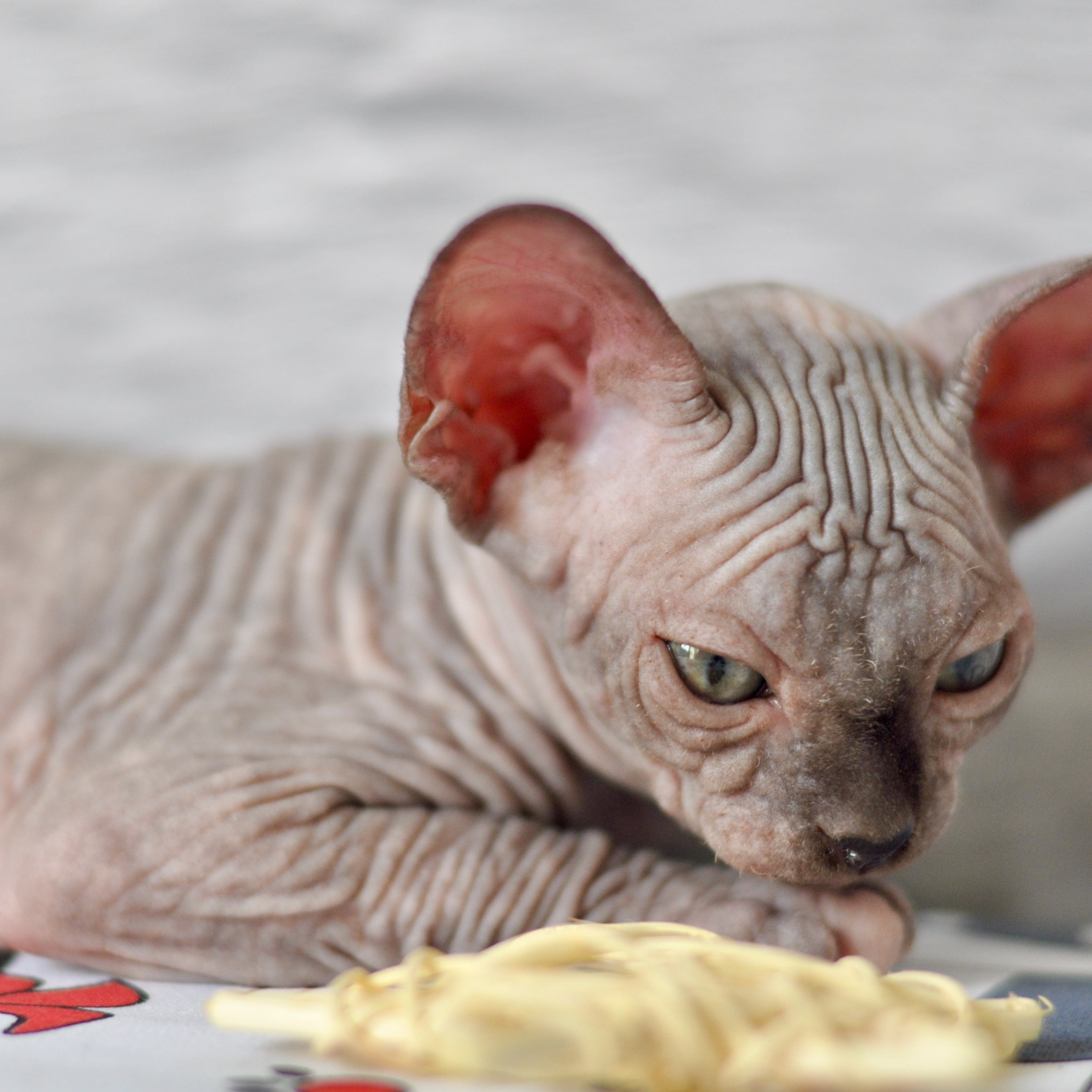 Sphynx kittens UK, Sphynx kittens United Kingdom, Sphynx kittens GB, Sphynx kittens Great Britain, Sphynx kittens London, Sphynx UK, Sphynx United Kingdom, Sphynx GB, Sphynx Great Britain, Sphynx London