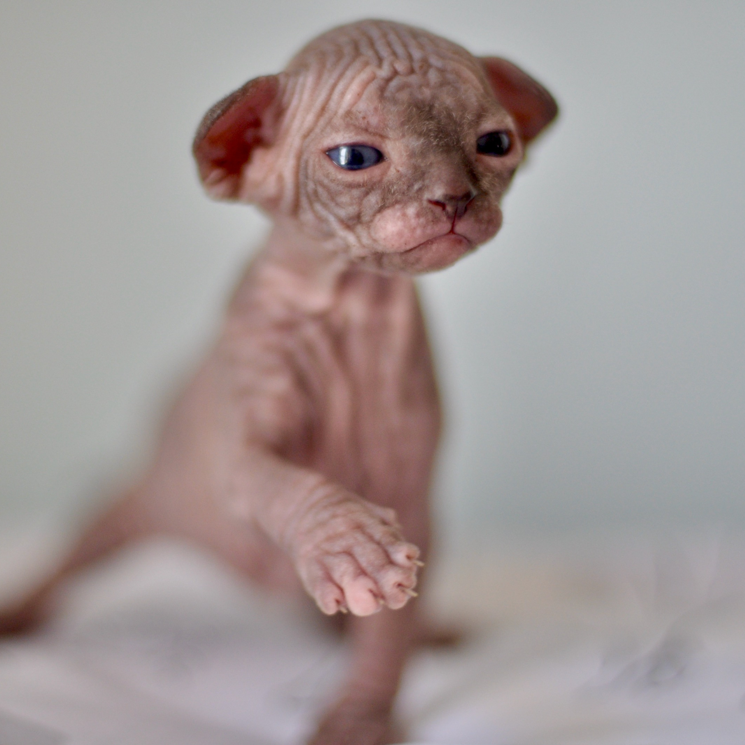 Sphynx kittens UK, Sphynx kittens United Kingdom, Sphynx kittens GB, Sphynx kittens Great Britain, Sphynx kittens London, Sphynx UK, Sphynx United Kingdom, Sphynx GB, Sphynx Great Britain, Sphynx London