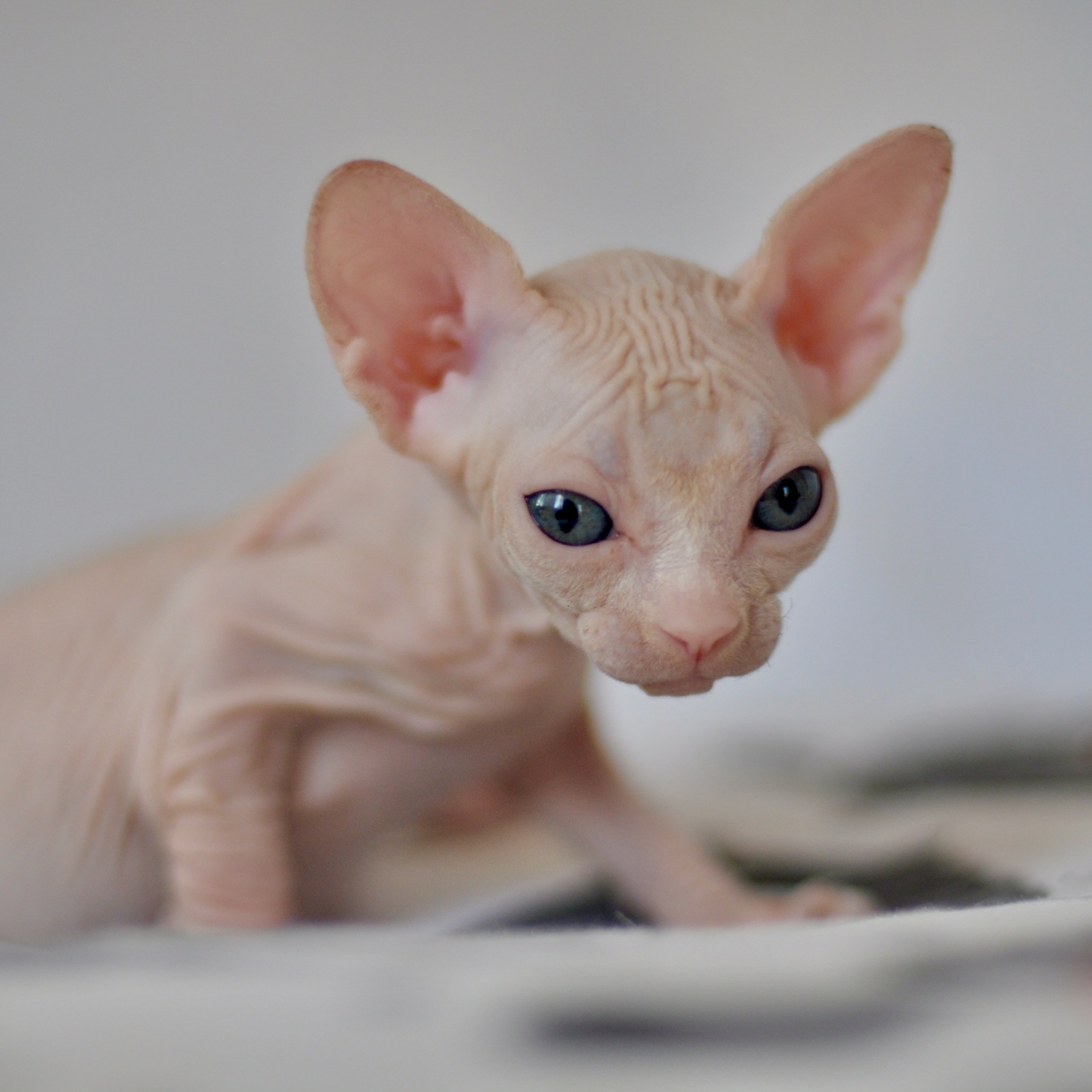 ICARUS ♂ DOB 22/05/2026 AVAILABLE