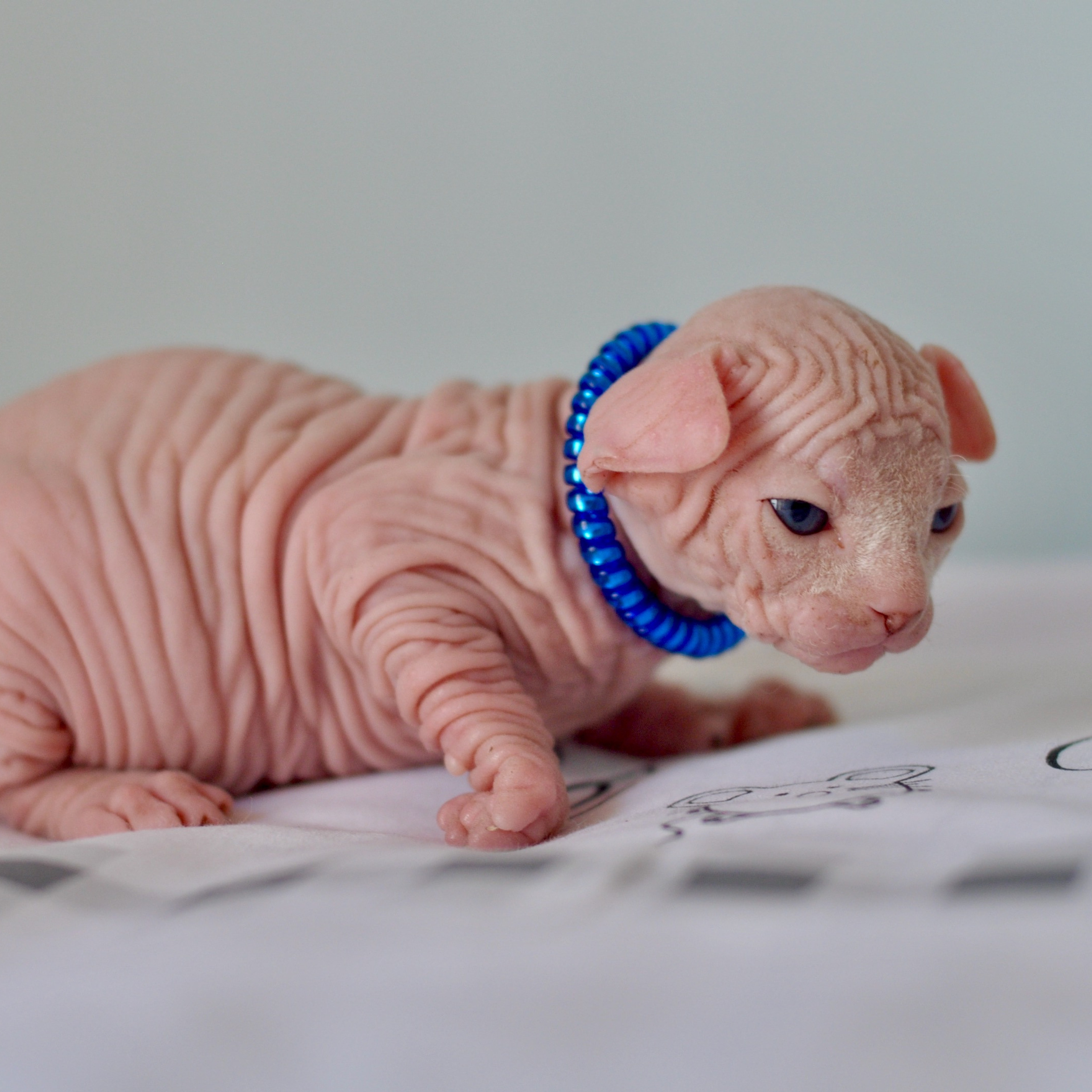 Sphynx kittens UK, Sphynx kittens United Kingdom, Sphynx kittens GB, Sphynx kittens Great Britain, Sphynx kittens London, Sphynx UK, Sphynx United Kingdom, Sphynx GB, Sphynx Great Britain, Sphynx London