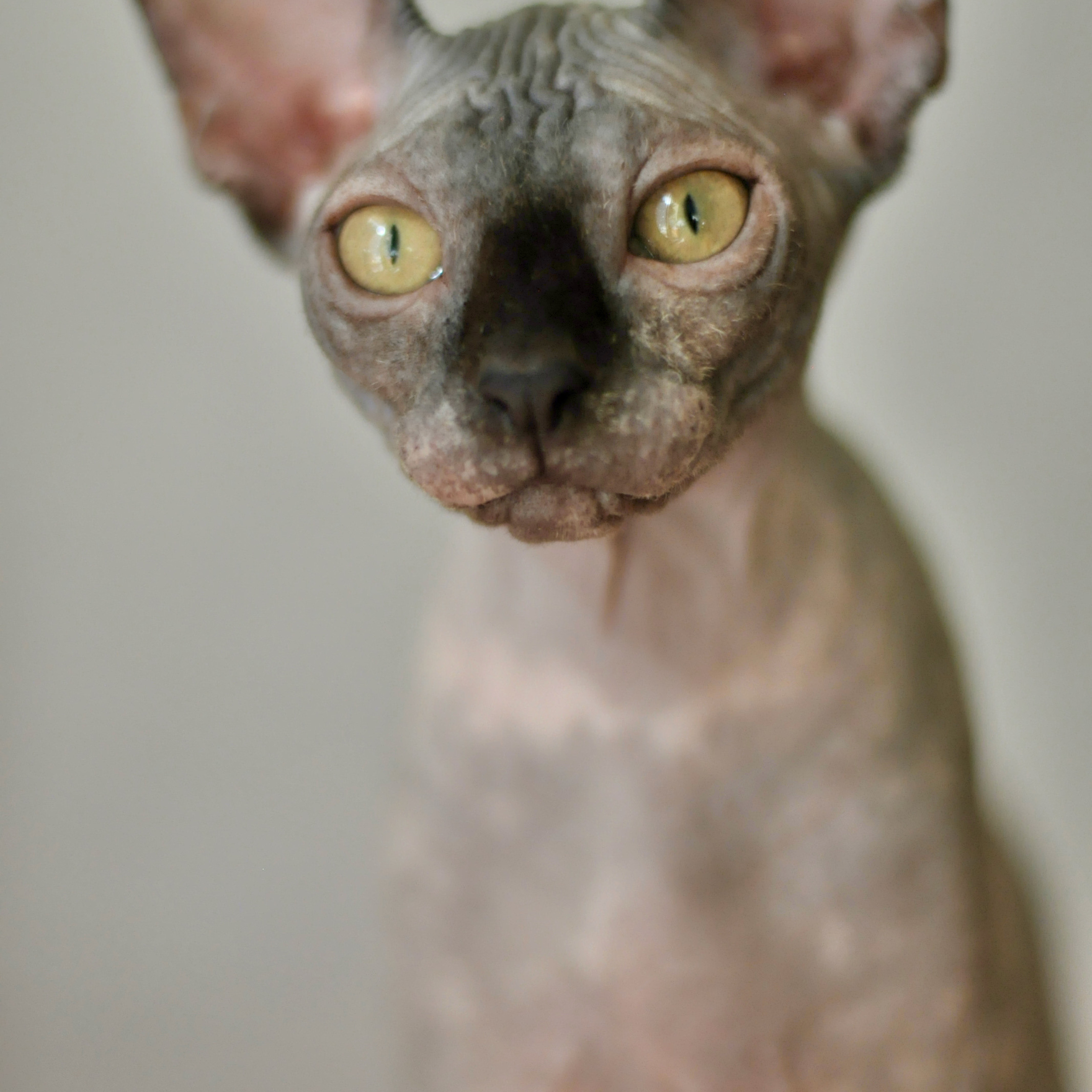 Sphynx kittens for sale. A cattery of Canadian Sphynx breed, located in Limassol, Cyprus