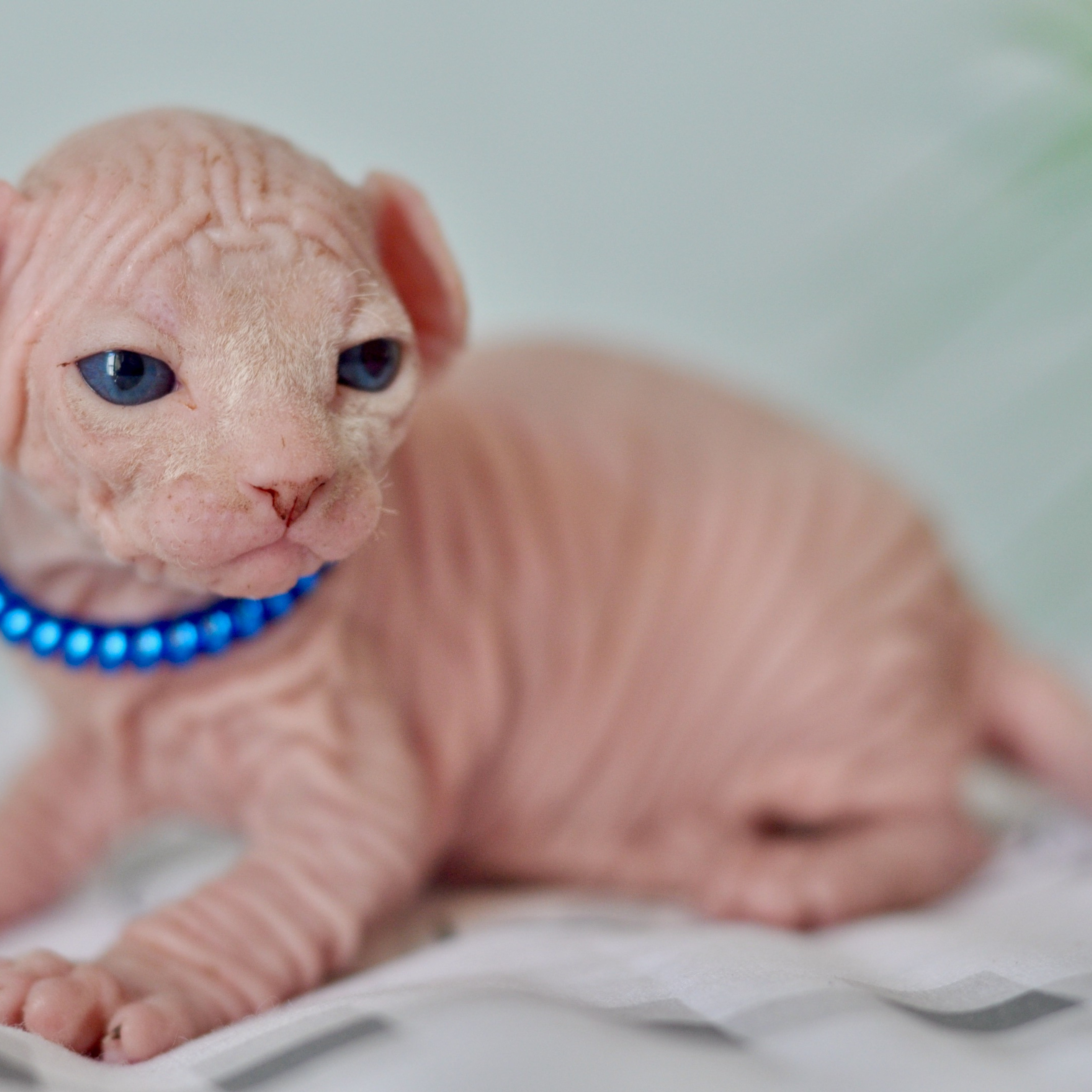 Sphynx kittens UK, Sphynx kittens United Kingdom, Sphynx kittens GB, Sphynx kittens Great Britain, Sphynx kittens London, Sphynx UK, Sphynx United Kingdom, Sphynx GB, Sphynx Great Britain, Sphynx London
