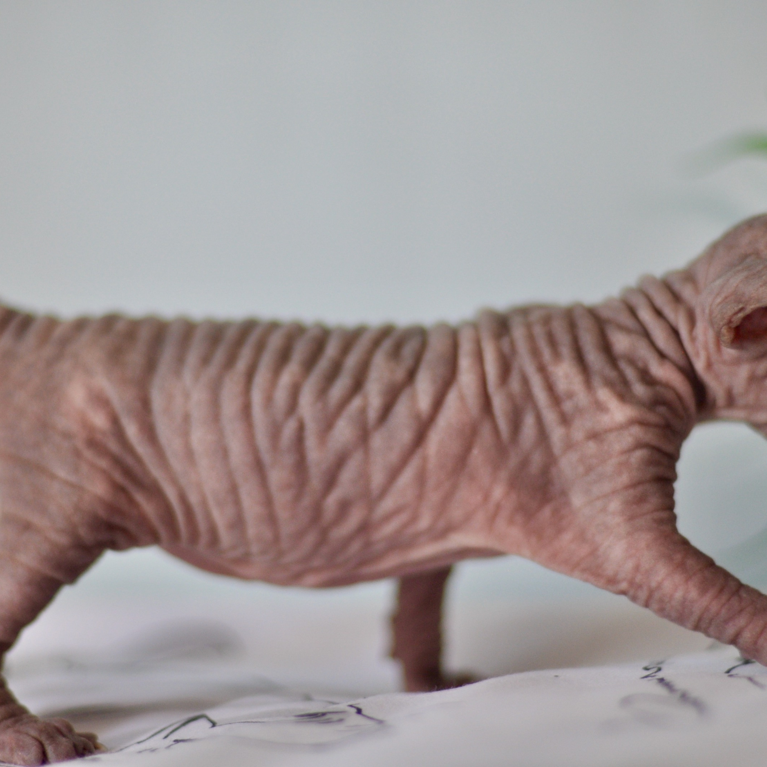 Sphynx kittens UK, Sphynx kittens United Kingdom, Sphynx kittens GB, Sphynx kittens Great Britain, Sphynx kittens London, Sphynx UK, Sphynx United Kingdom, Sphynx GB, Sphynx Great Britain, Sphynx London