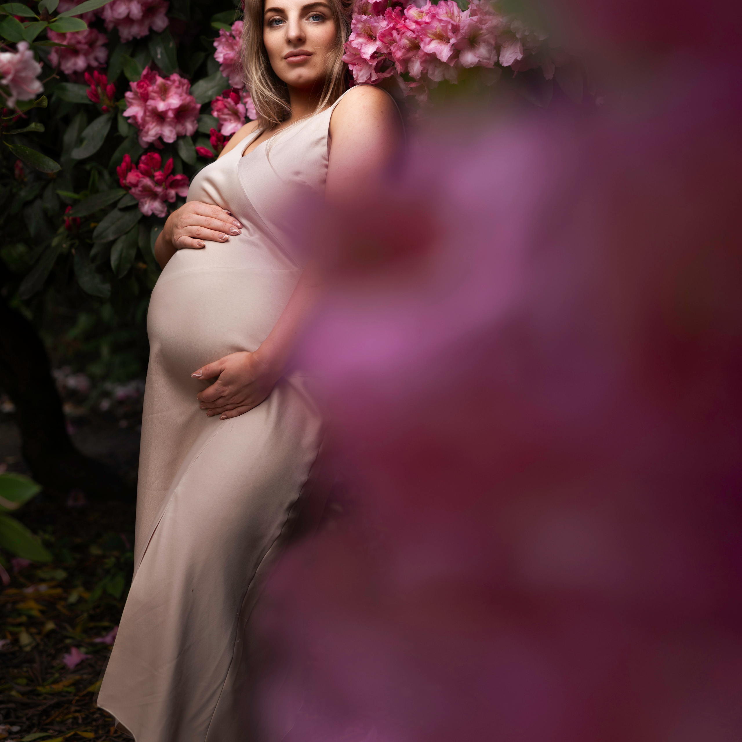 A close-up shot of a honey bee pollinating the bright pink rhododendron flowers, set against the lush greenery of Yorkshire's Bolton Abbey estate