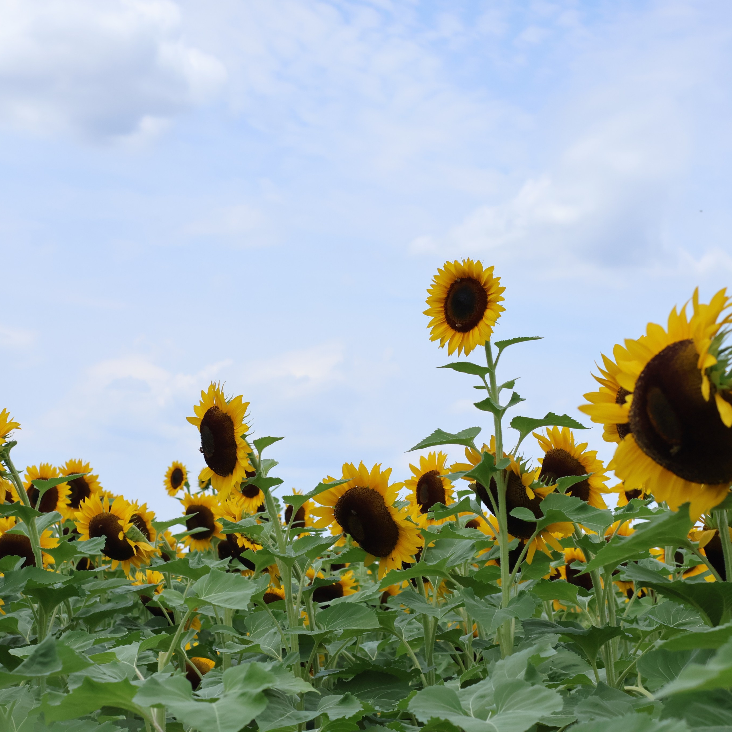 SUNFLOWERS