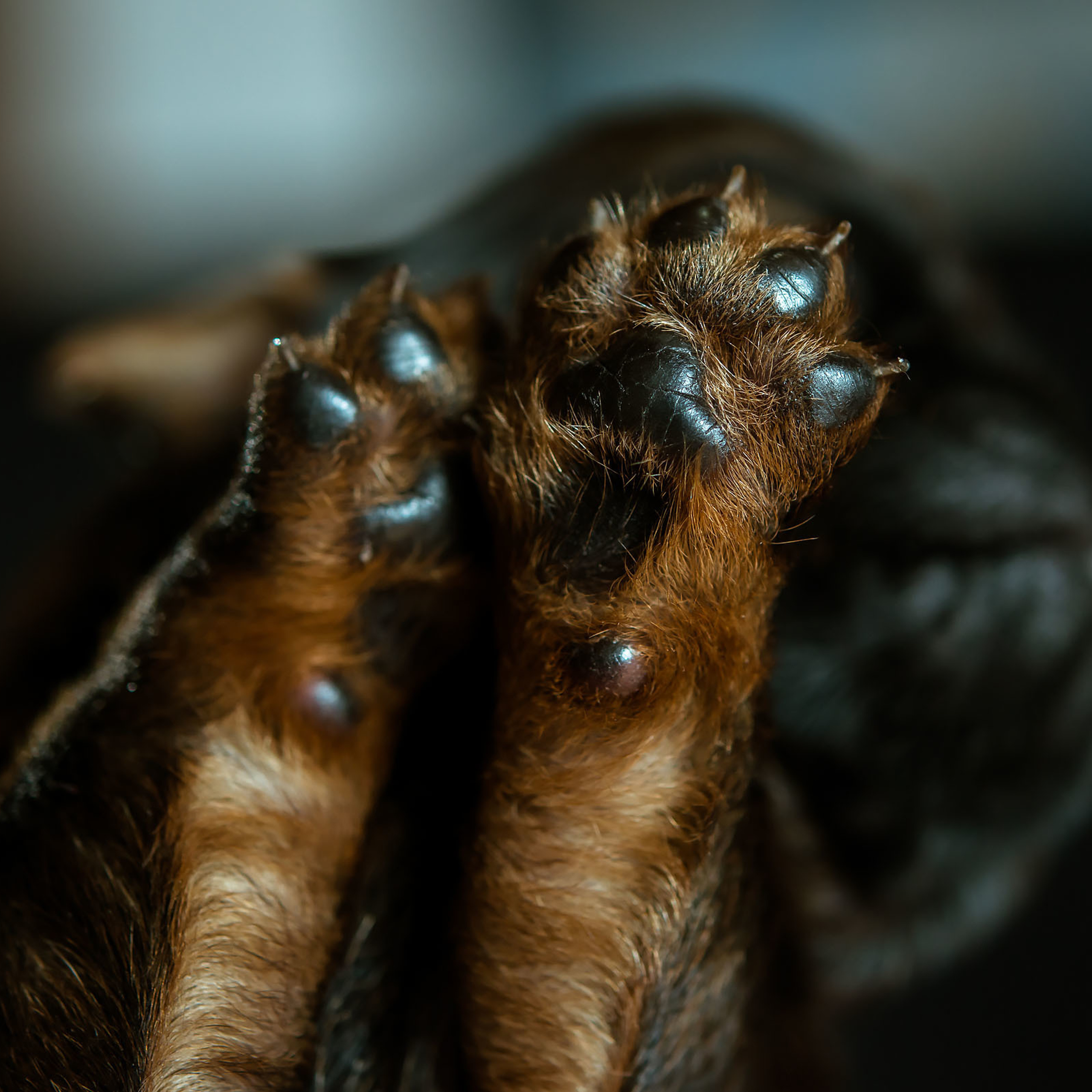 Анна и Марта / Корги и Гриффоны. Фотограф Ромуальд Рубенис и Артемий Сташанс