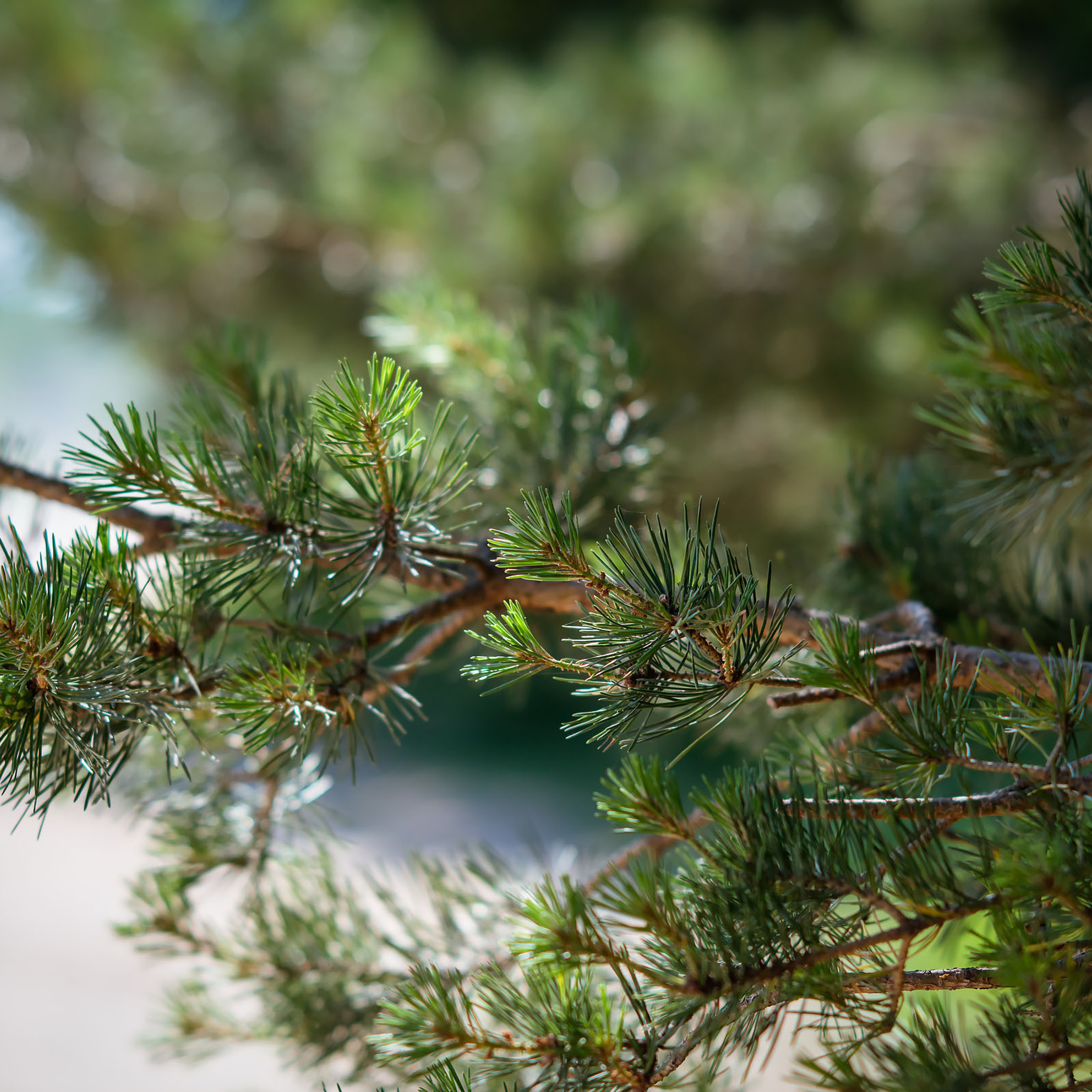 Atsauksmes. Fotogrāfs Romualds Rubenis un Artemijs Stašāns