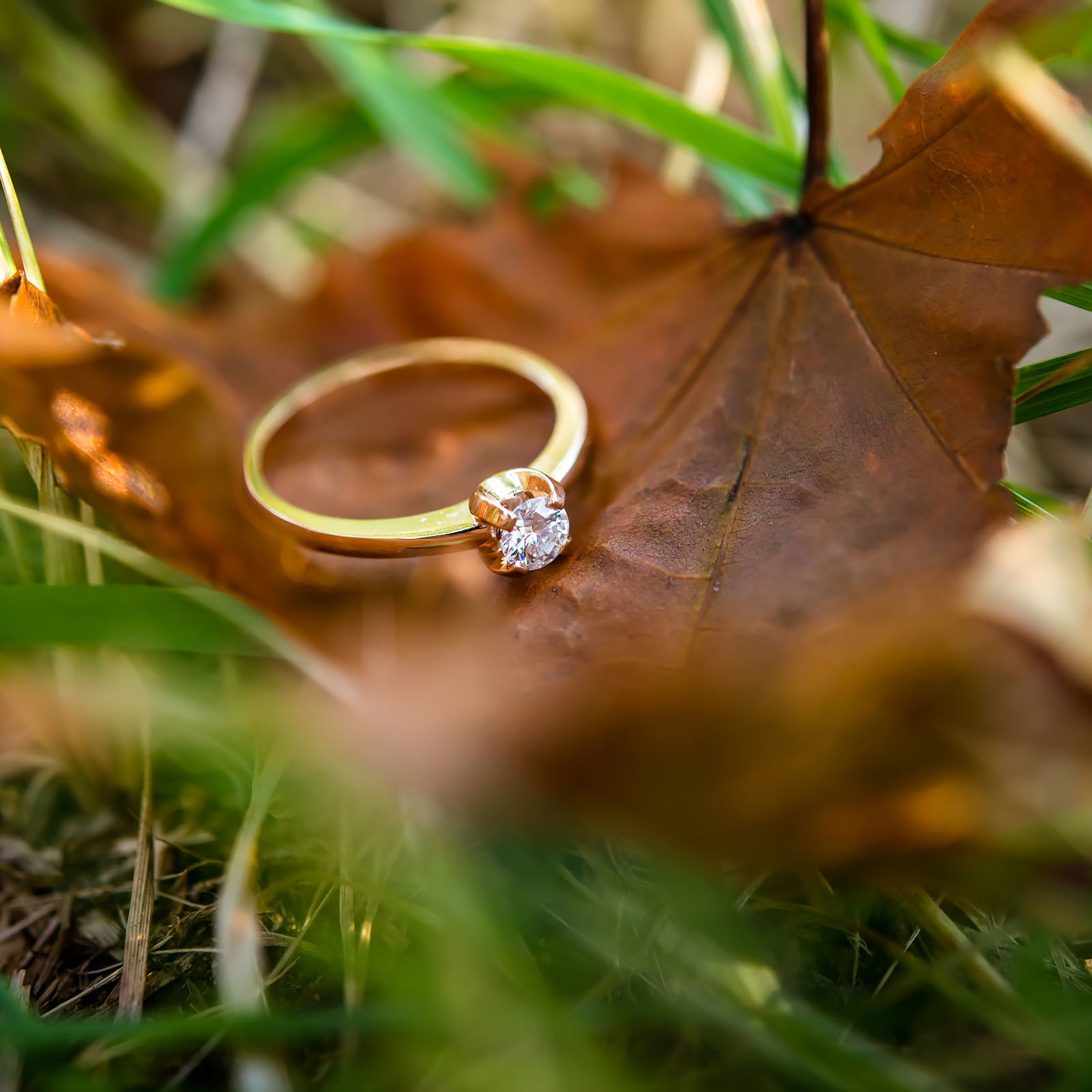 Анна и Марта / Корги и Гриффоны. Фотограф Ромуальд Рубенис и Артемий Сташанс