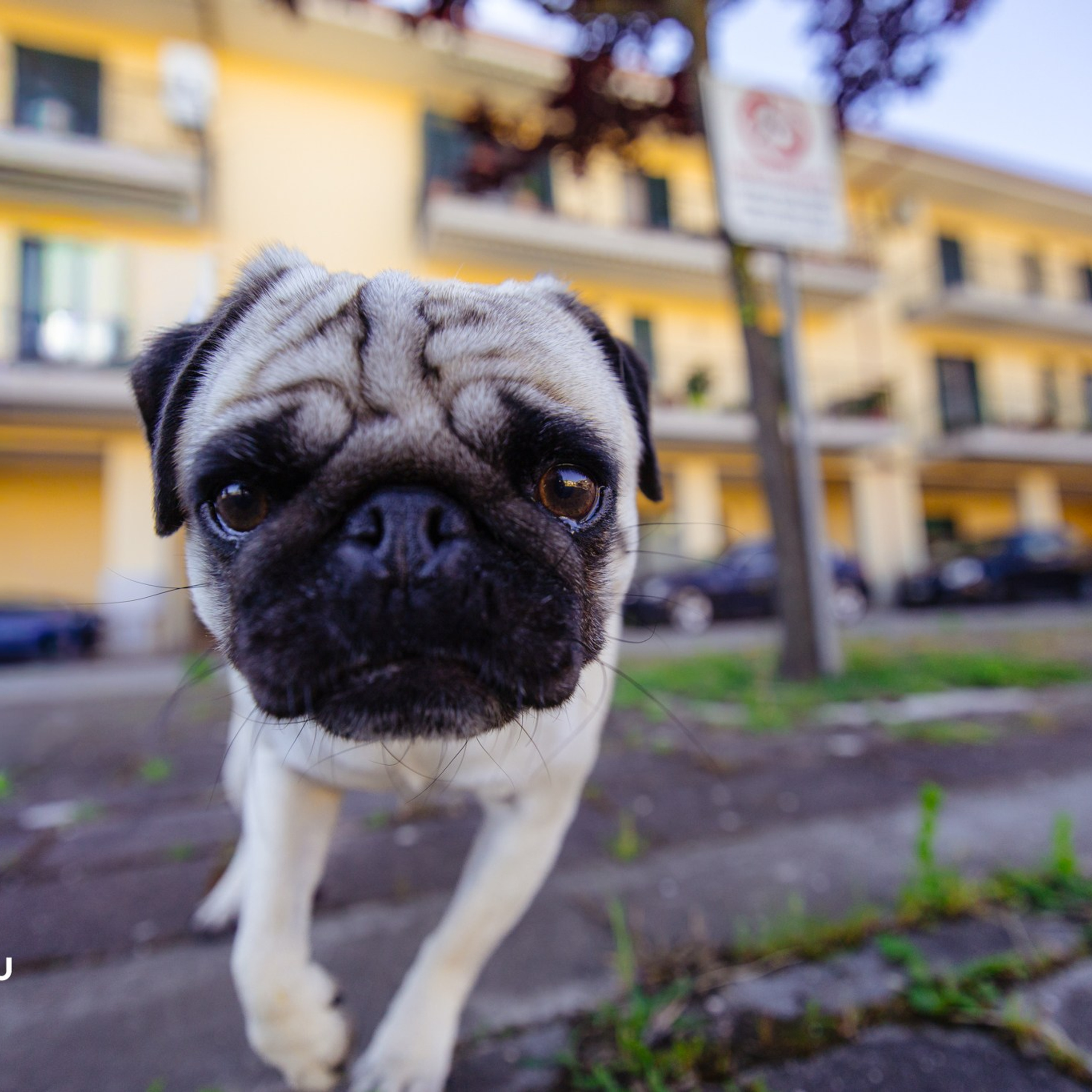 Daniel Diaconu - Fotograf / Videograf Nunta Botez Pitesti