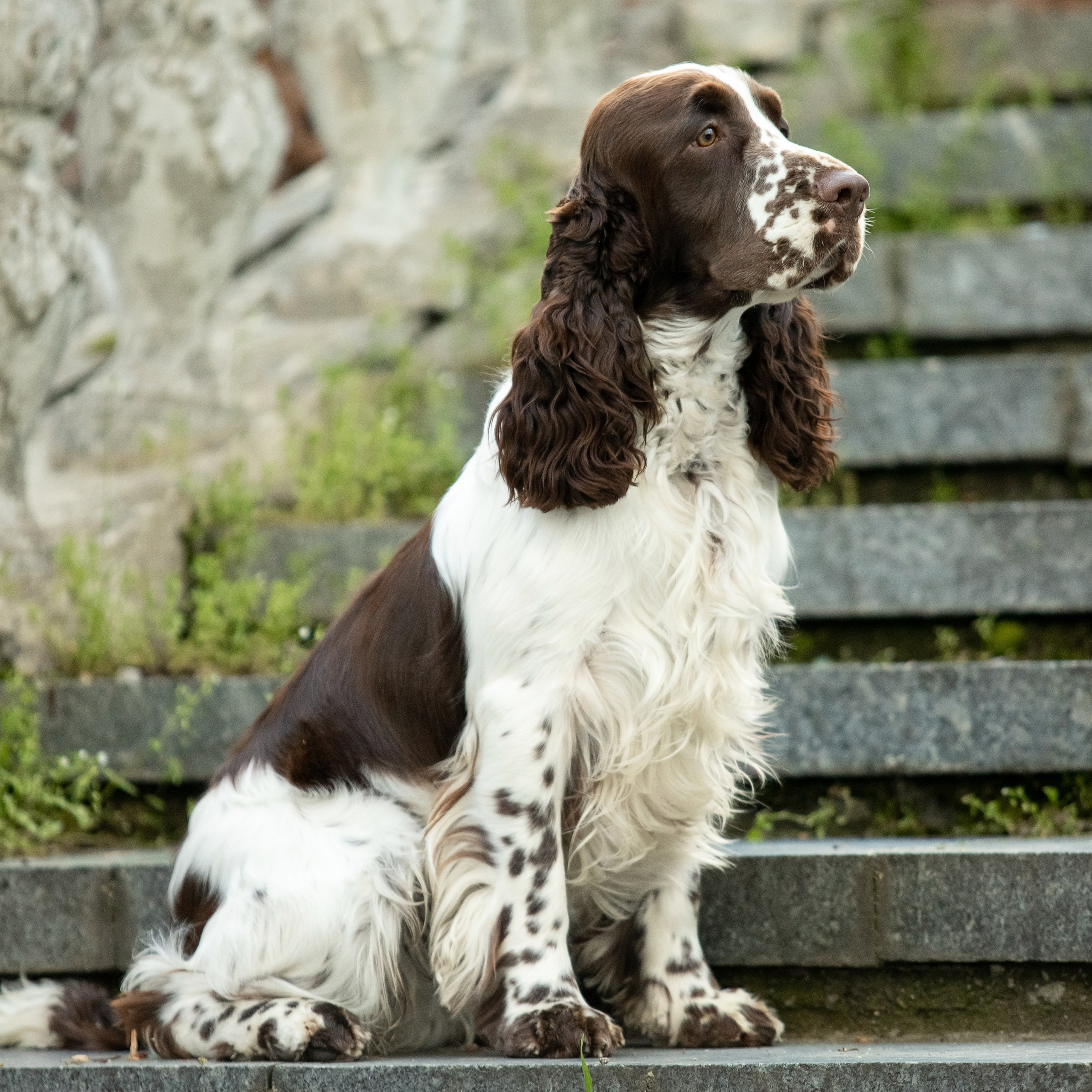 Our Male | International English Springer Spaniel Show Kennel. Website of the titled stud dog of the Springer Spaniel breed