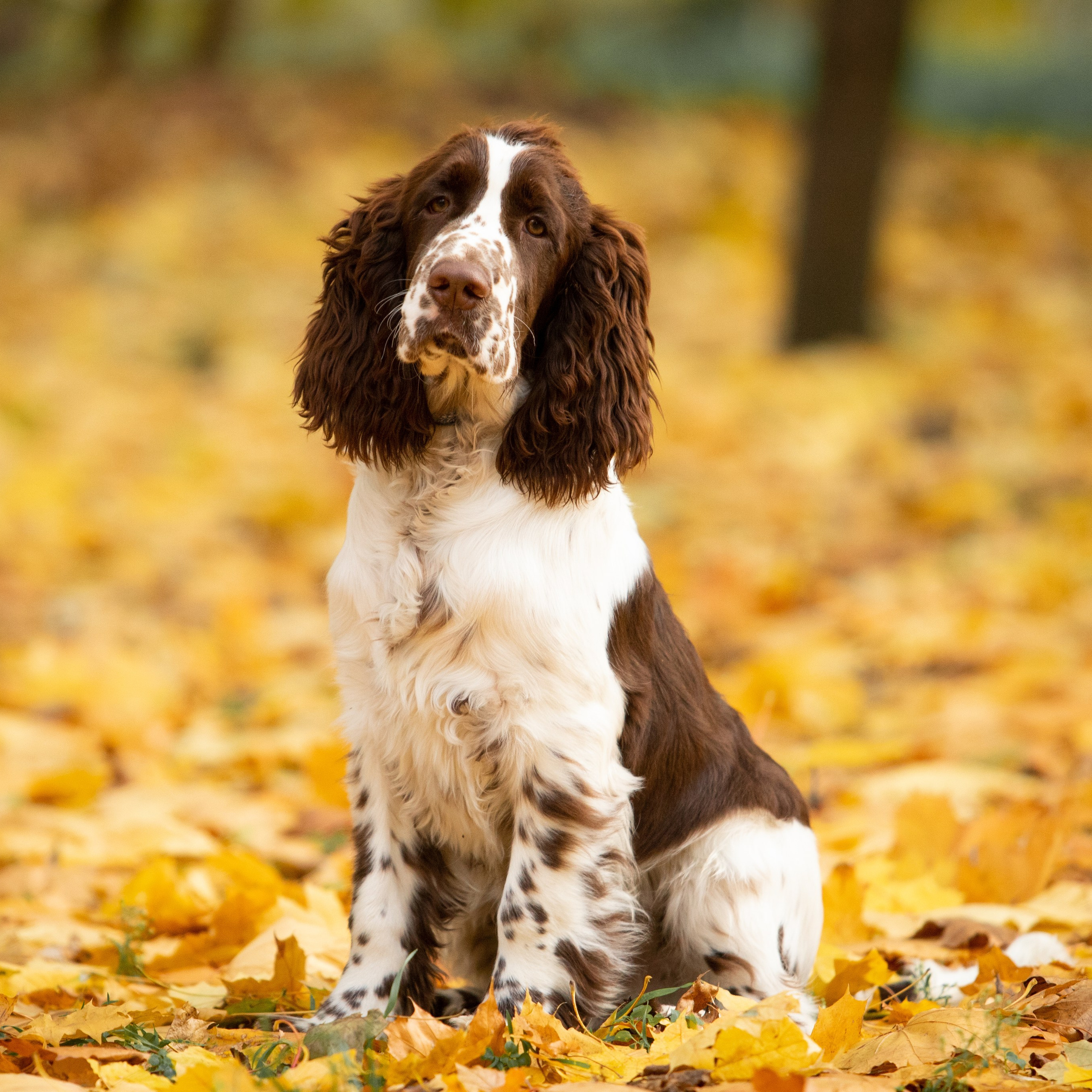 Our Male | International English Springer Spaniel Show Kennel. Website of the titled stud dog of the Springer Spaniel breed