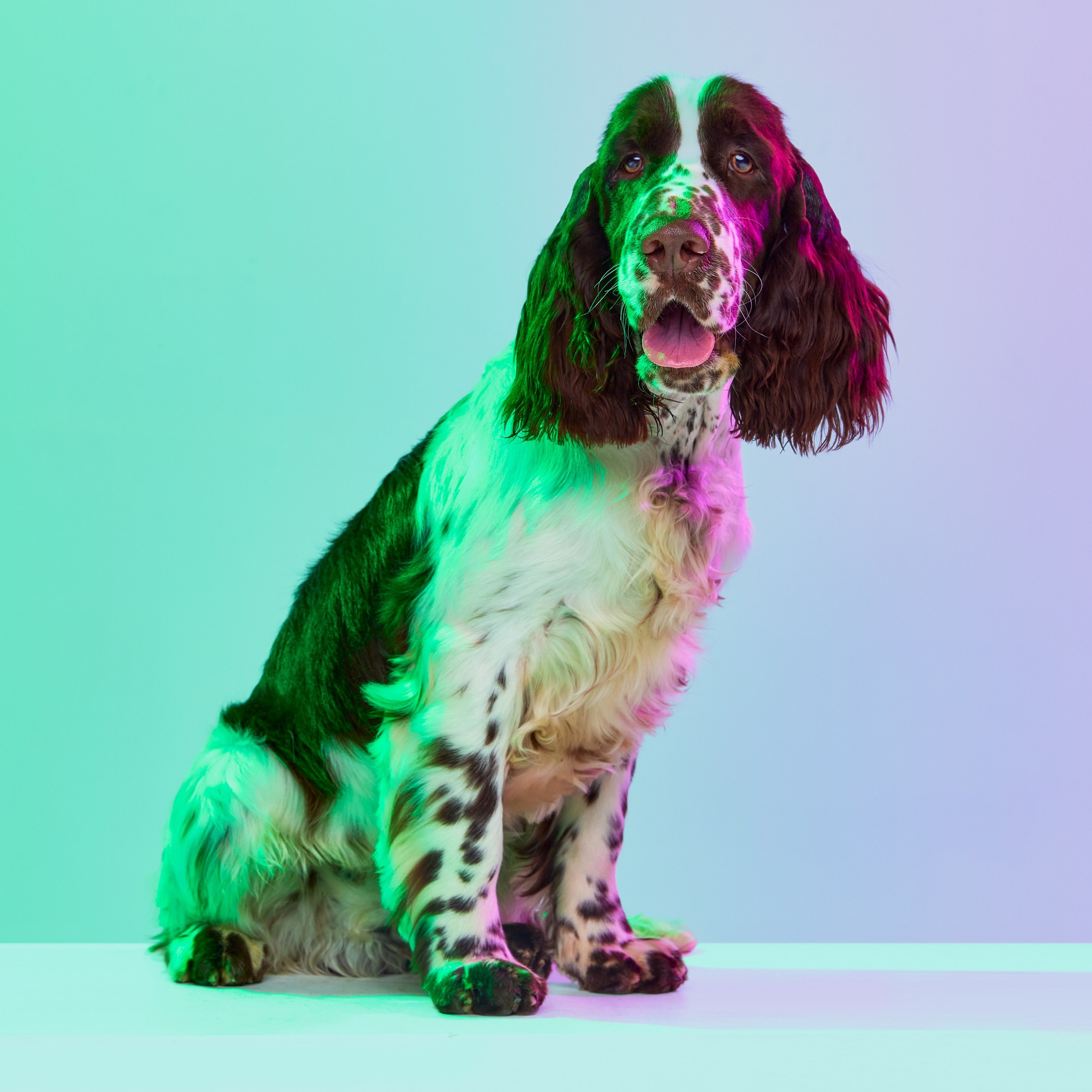Gallery. Website of the titled stud dog of the Springer Spaniel breed